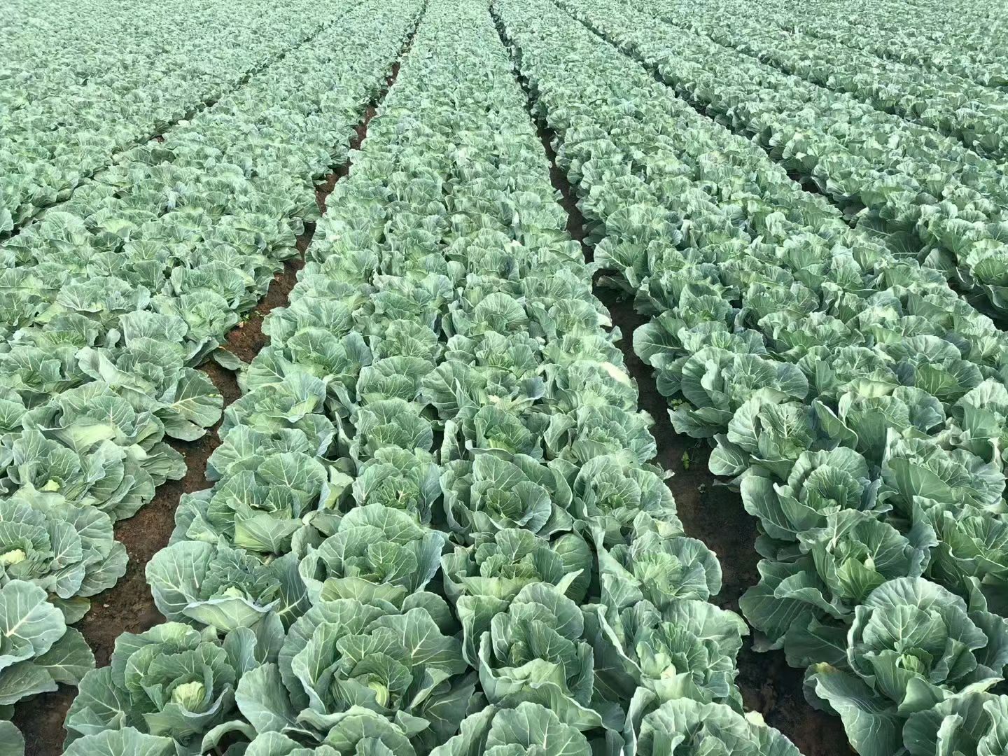 甘蓝苗，包菜苗，叶色浓绿，结球紧实，抗裂性强抗病虫性强耐低温