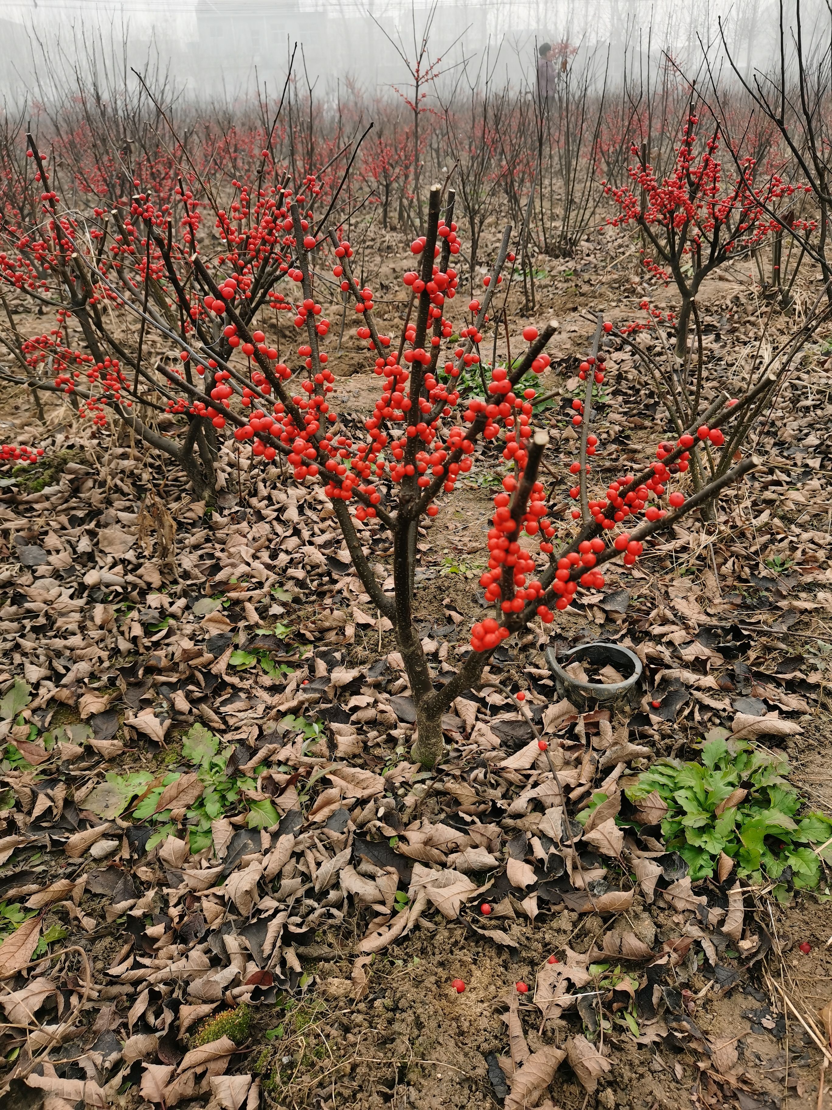 北美冬青观赏果子的好品种 有冬红 奥尼尔等品种也可切枝