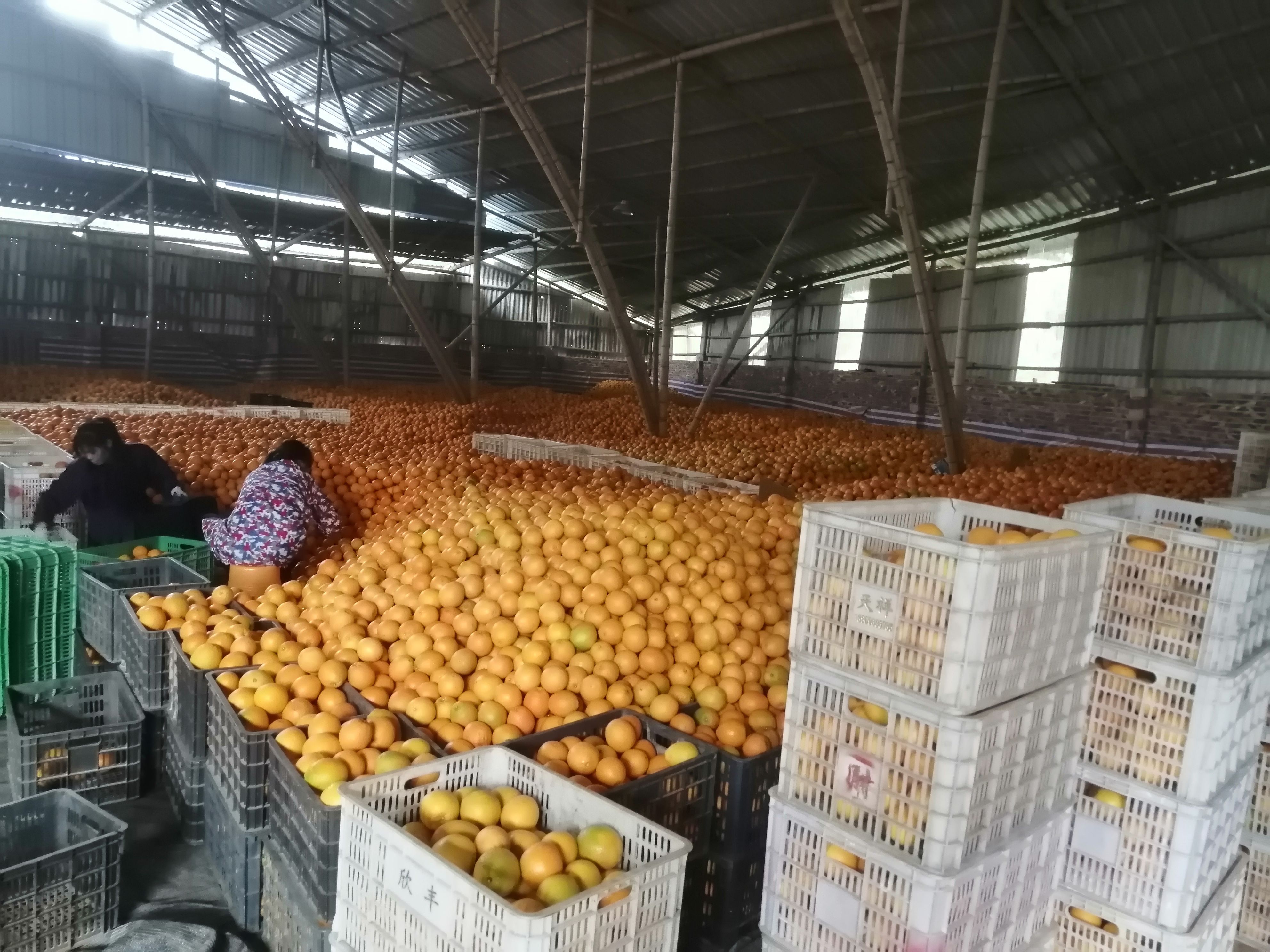 赣南脐橙 40-55mm 均匀香甜多汁  带箱10KG