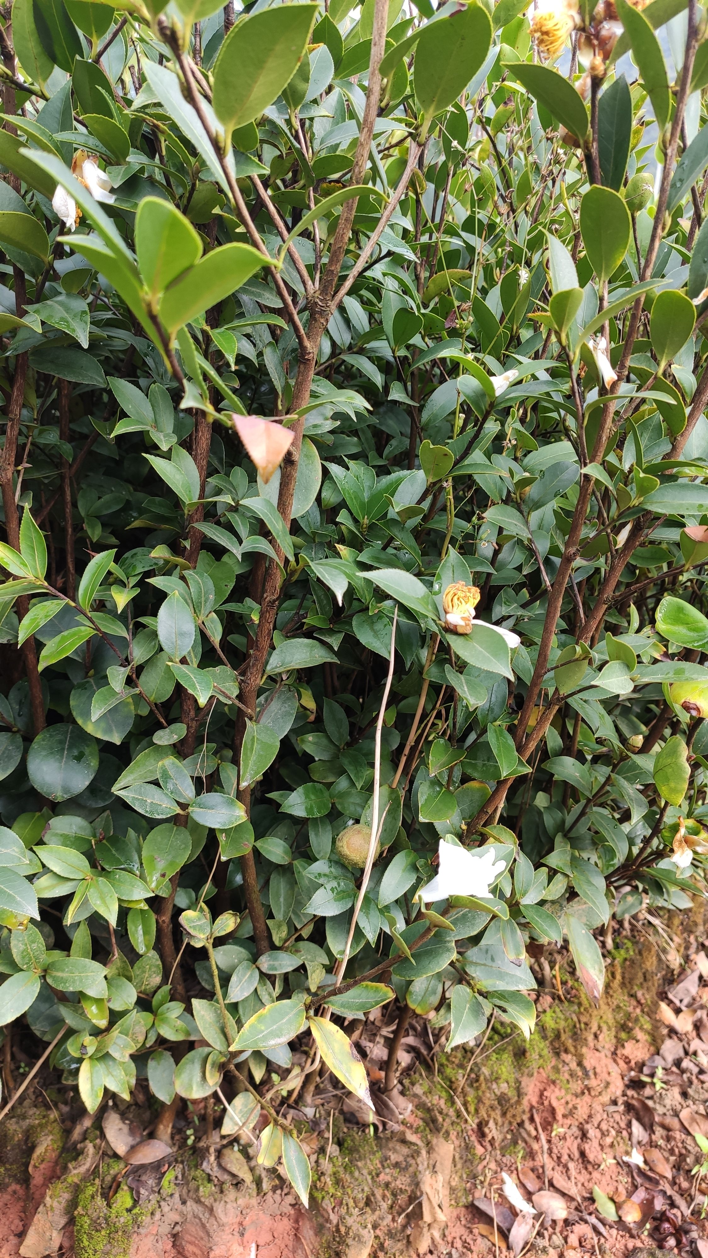 油茶树苗 油茶苗