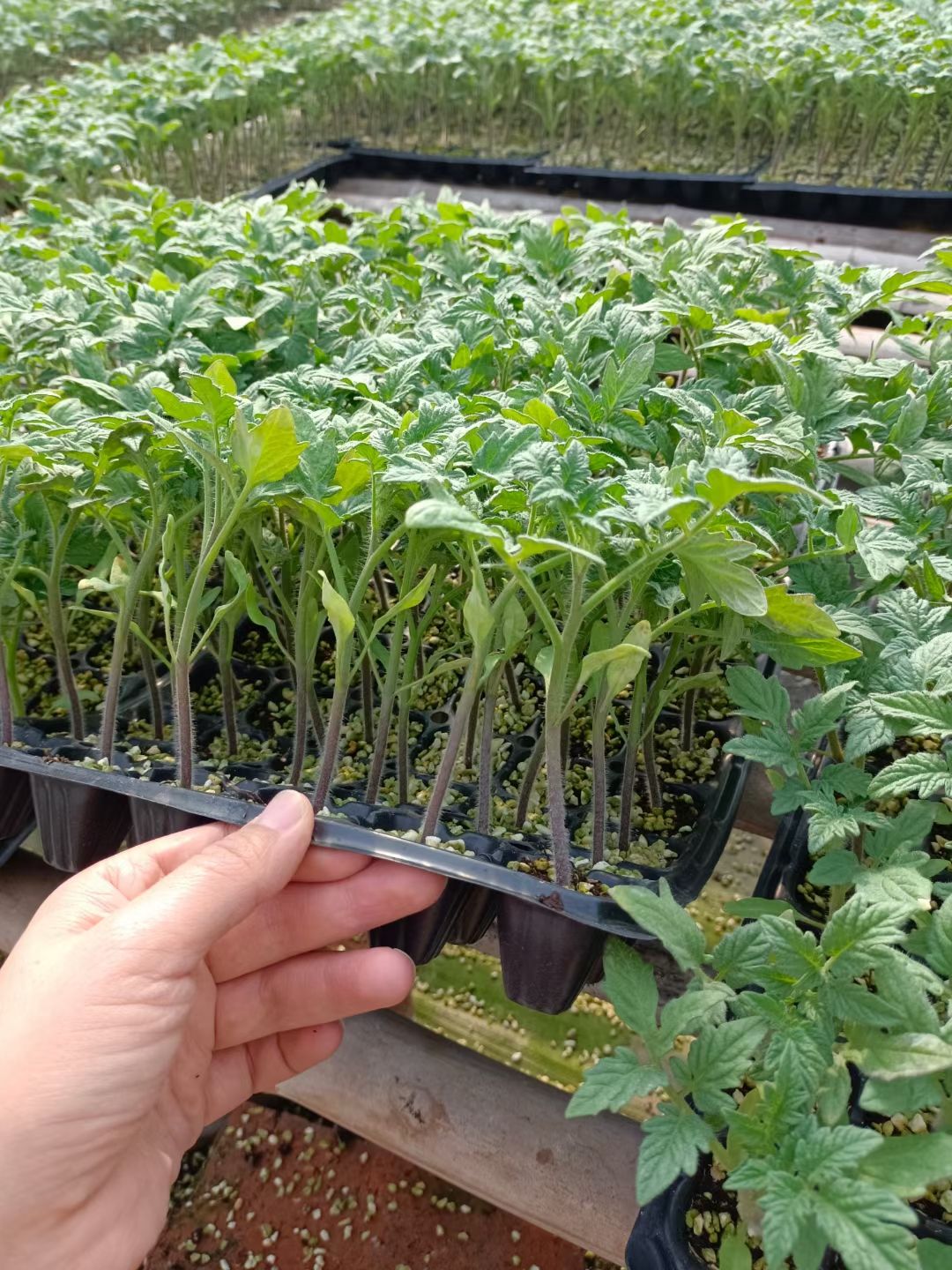 黄果番茄苗 粉果番茄苗水果西红柿苗—大果 沙甜 越冬早春苗