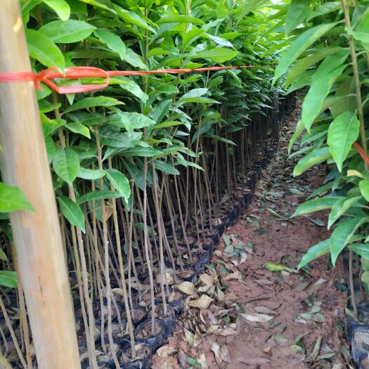广州木荷苗  ，木荷营养杯苗，场地直供批发价