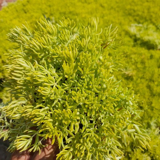 青州市佛甲草