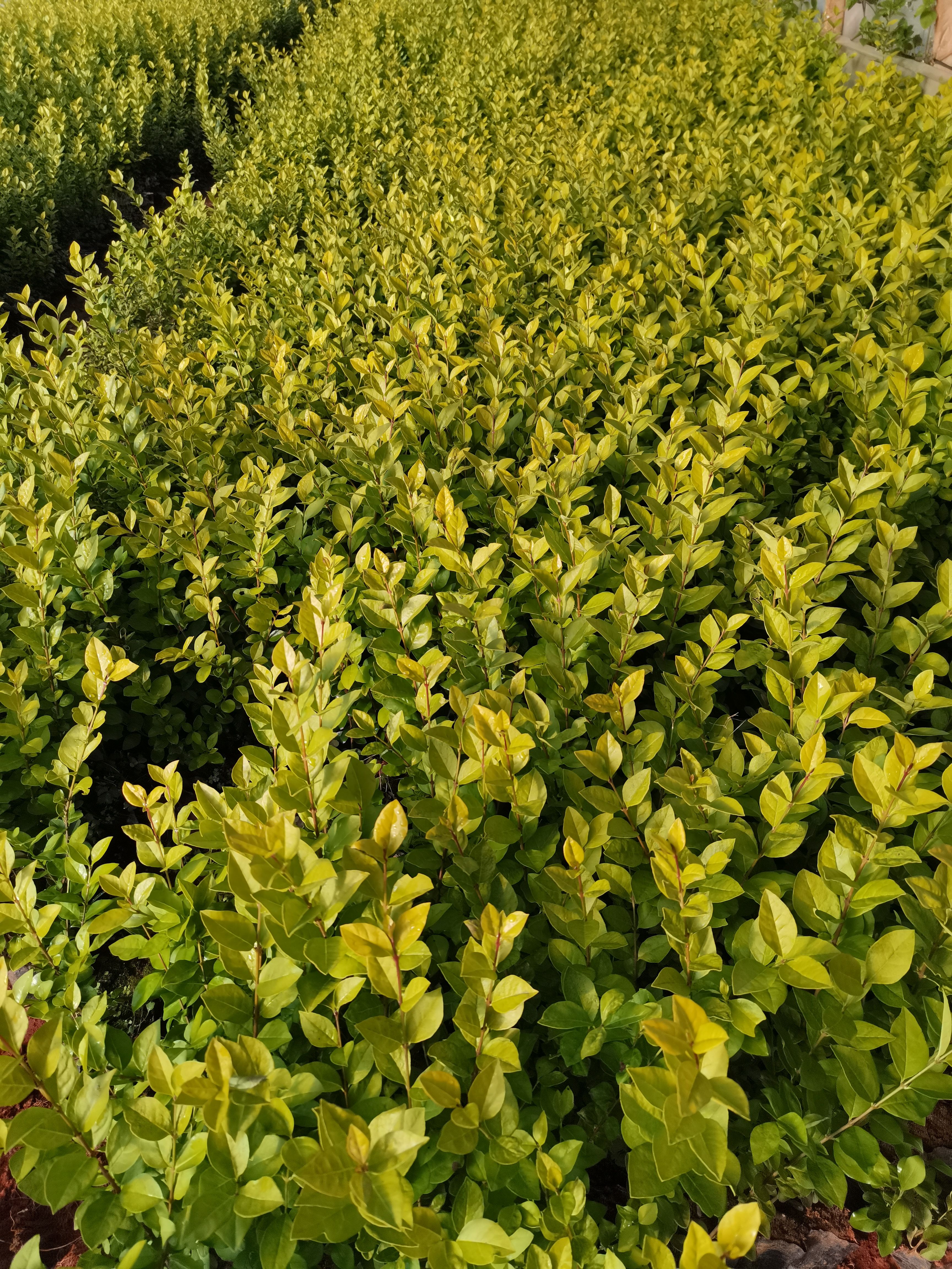 金叶女贞，云南昆明金叶女贞种植园一手货源