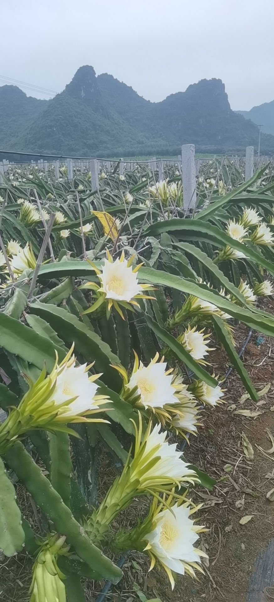 红宝龙火龙果苗 出售火龙果苗