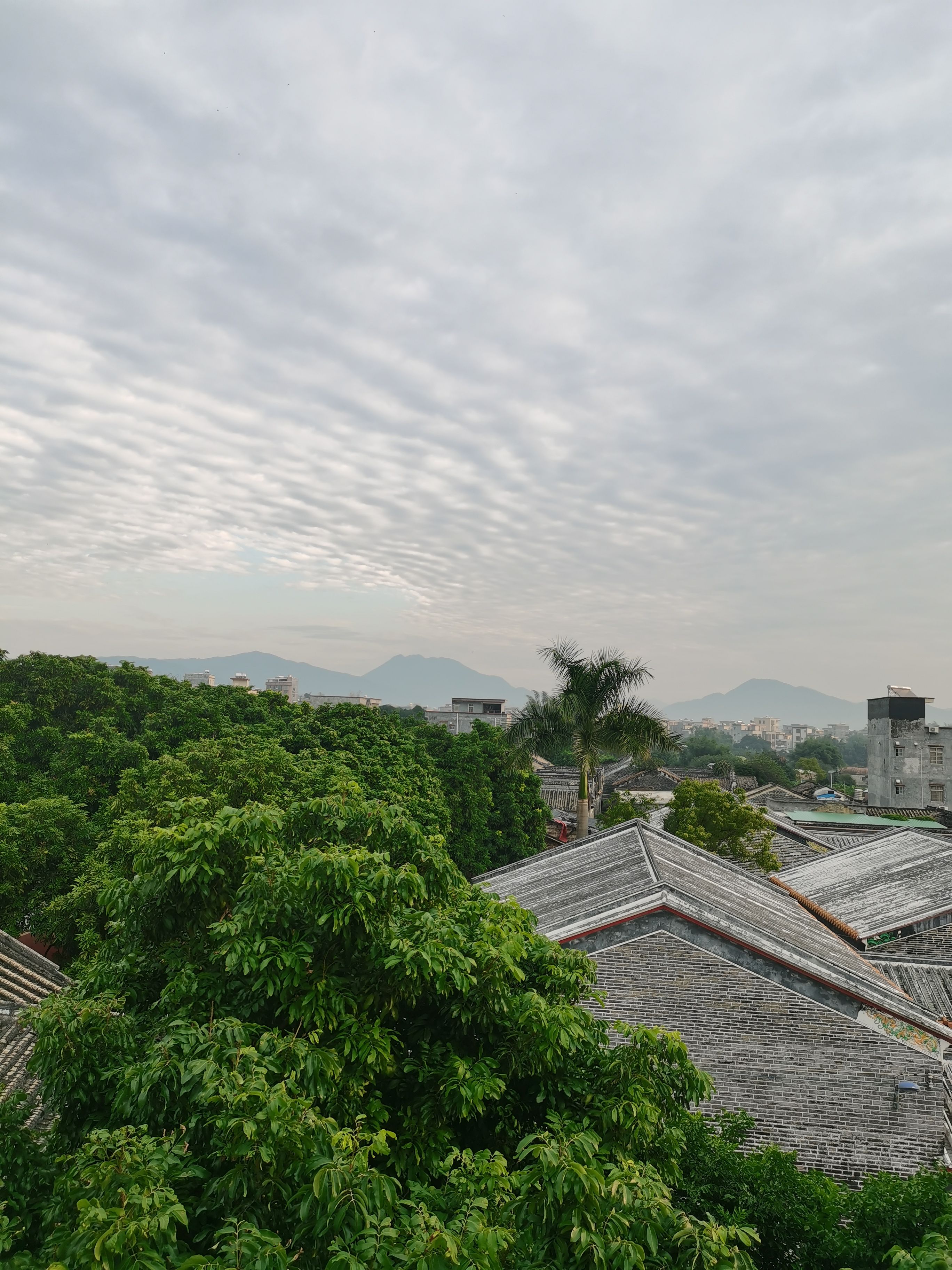 大麦虫  蛋白虫种虫母虫小黑虫