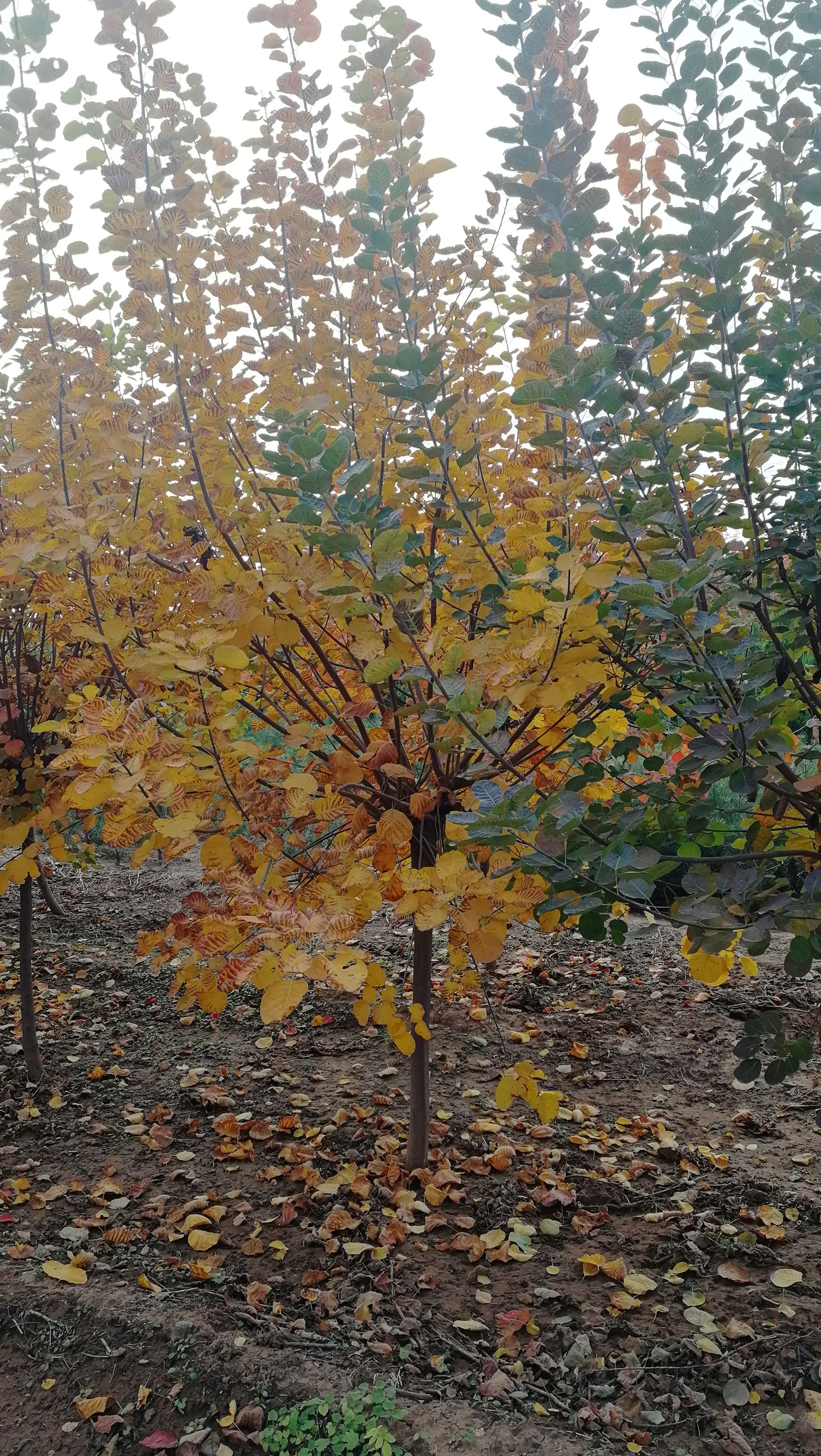 黄栌基地直销，6公分黄栌价格多少，泰安黄栌基地