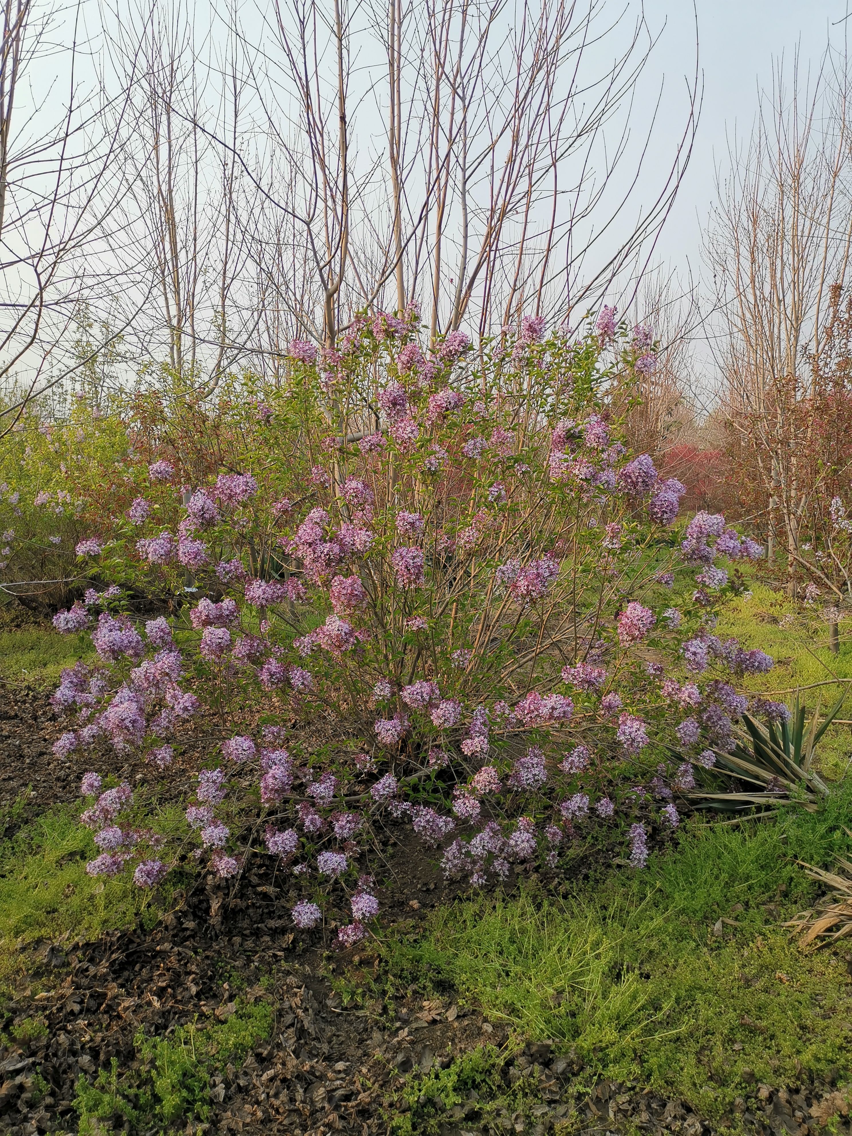 紫丁香 2米丛生丁香价格，冠幅1.8-2米丛生丁香价格