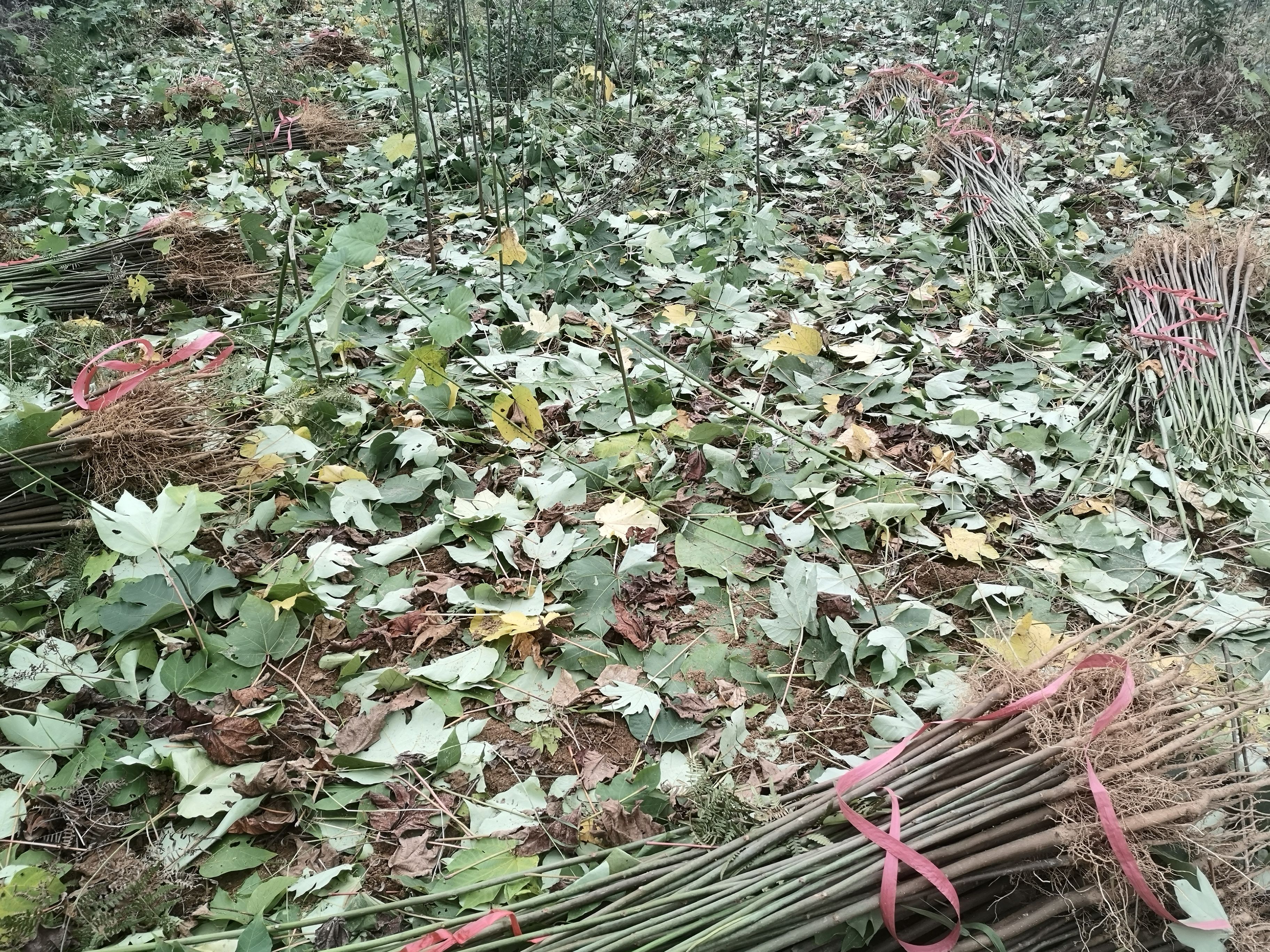 油桐苗  发去重庆忠县的油桐树苗千年桐