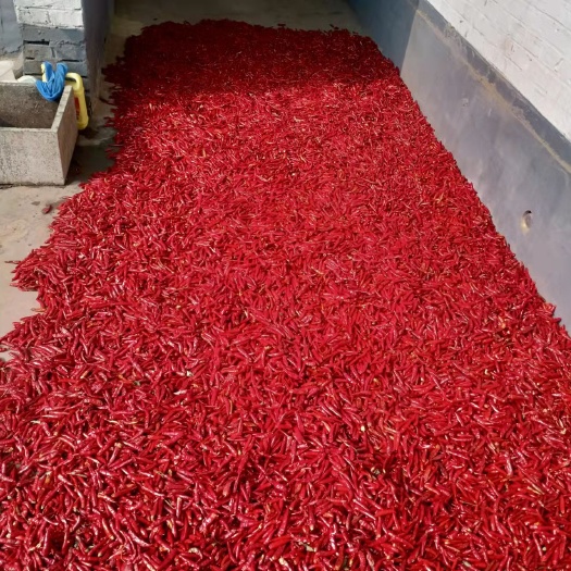 蠡县新一代干辣椒  干辣椒  品上市太阳红辣椒