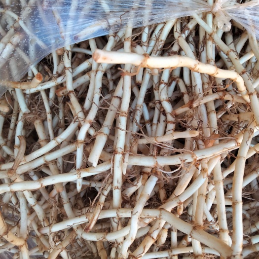 会理市白茎鱼腥草 千亩鱼腥草大量上市     质量保证