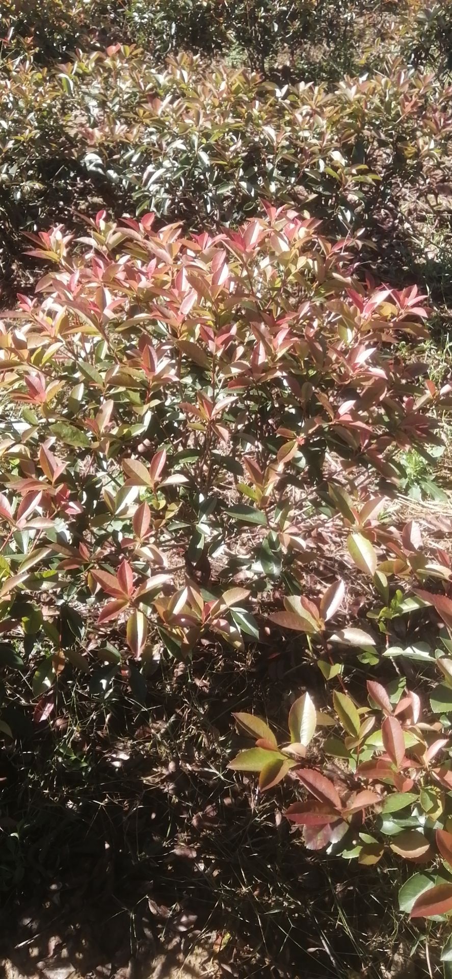 红叶石楠裸根苗，全国发货 ，红叶石楠杯苗，红叶石楠毛球