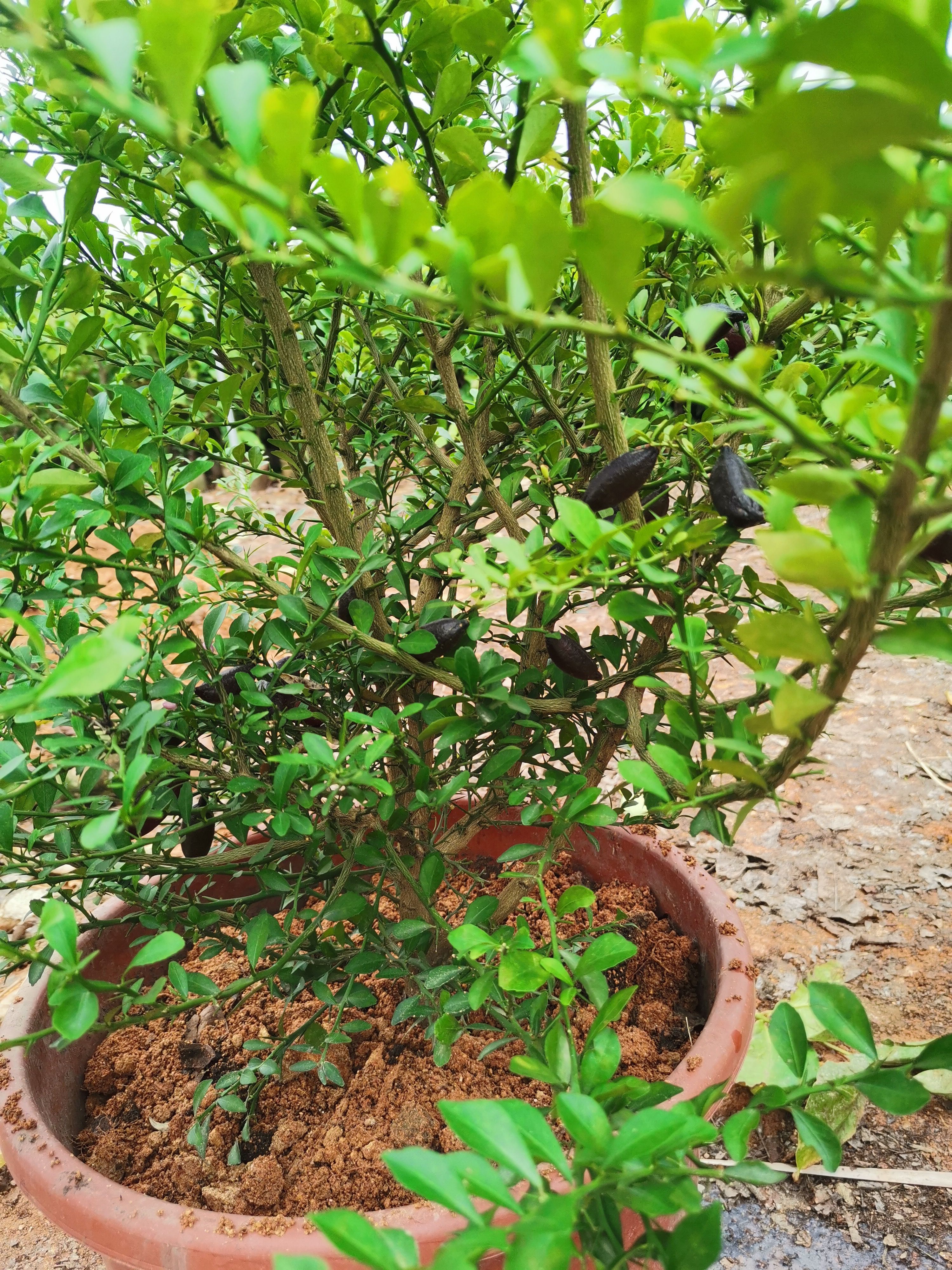 柠檬枝条 手指柠檬树苗带果带花苞带盆发货