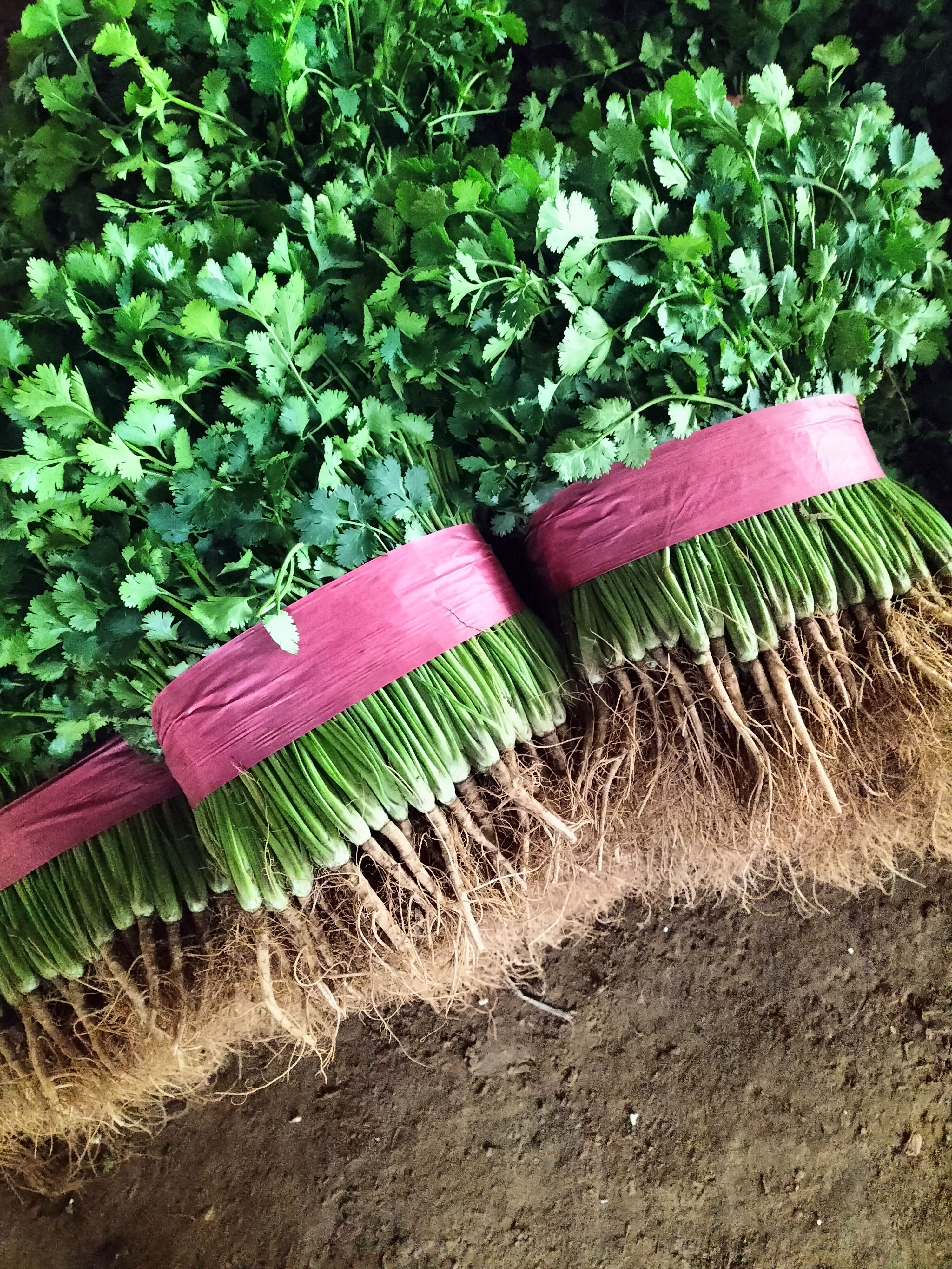 山东省聊城市东昌府区中叶铁杆青香菜大量上市