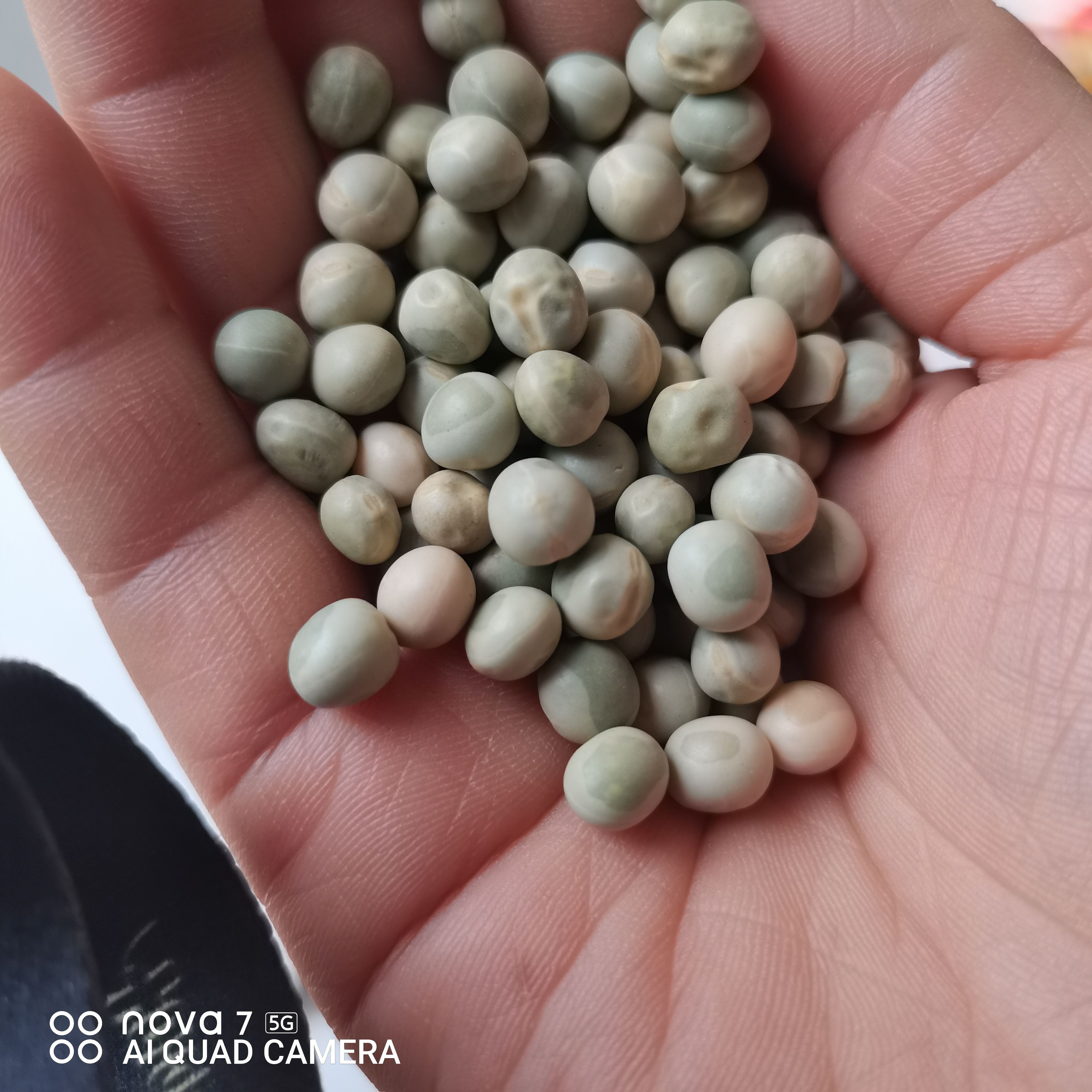 豌豆仁  豌豆黄 脱皮豌豆