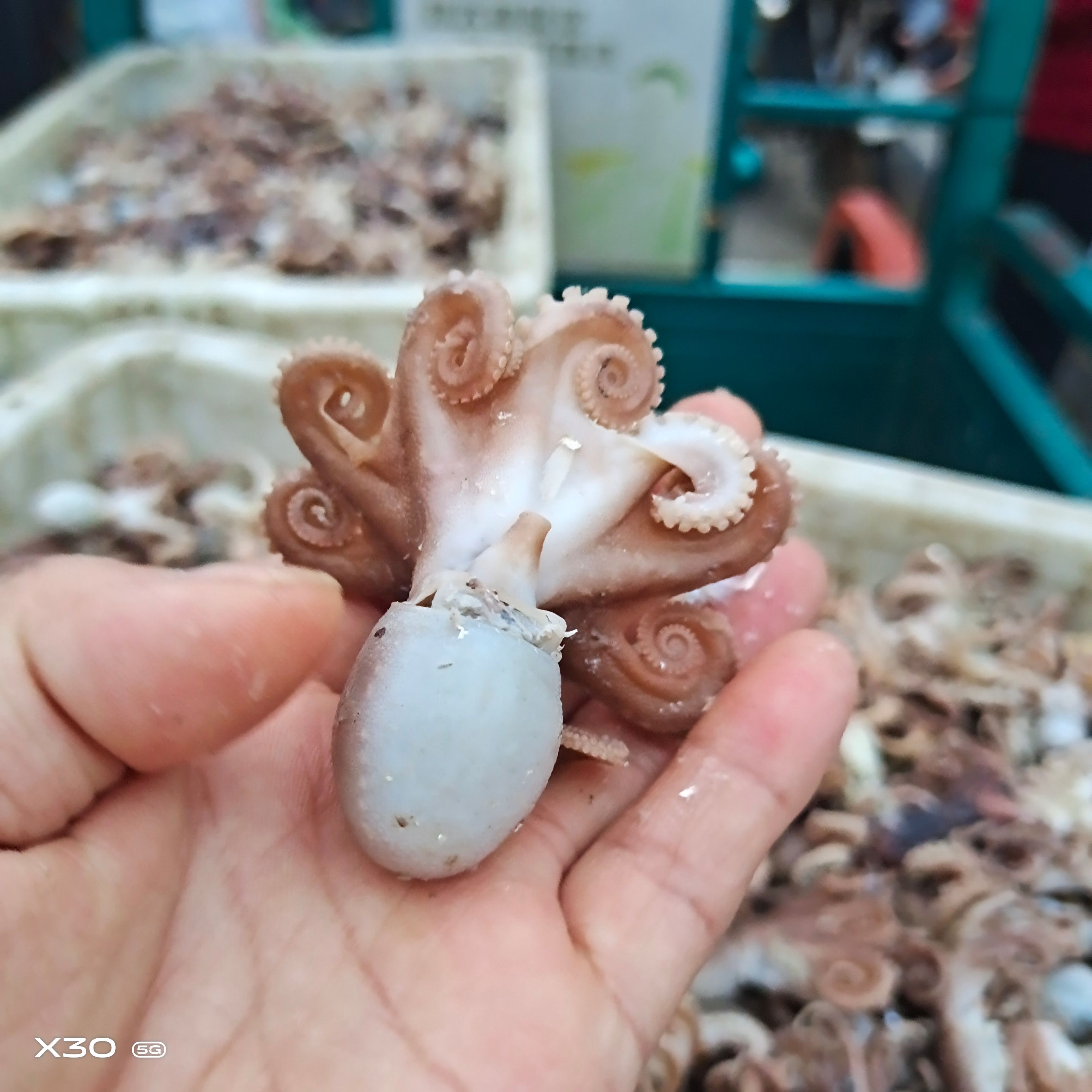 八爪鱼！熟的章鱼自家渔船打捞，海水加食用盐煮熟！不脱皮不破肚