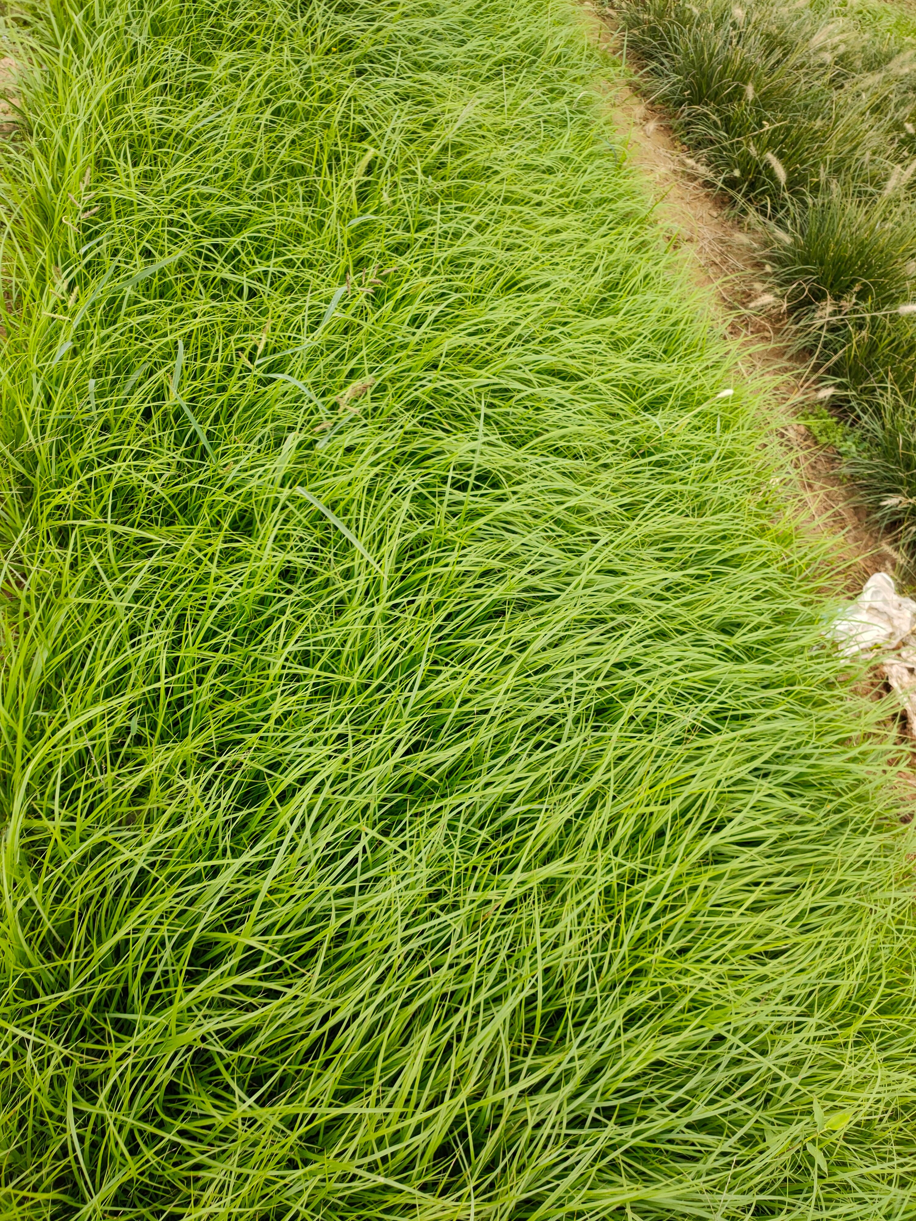 狼尾草 紫穗浪尾草