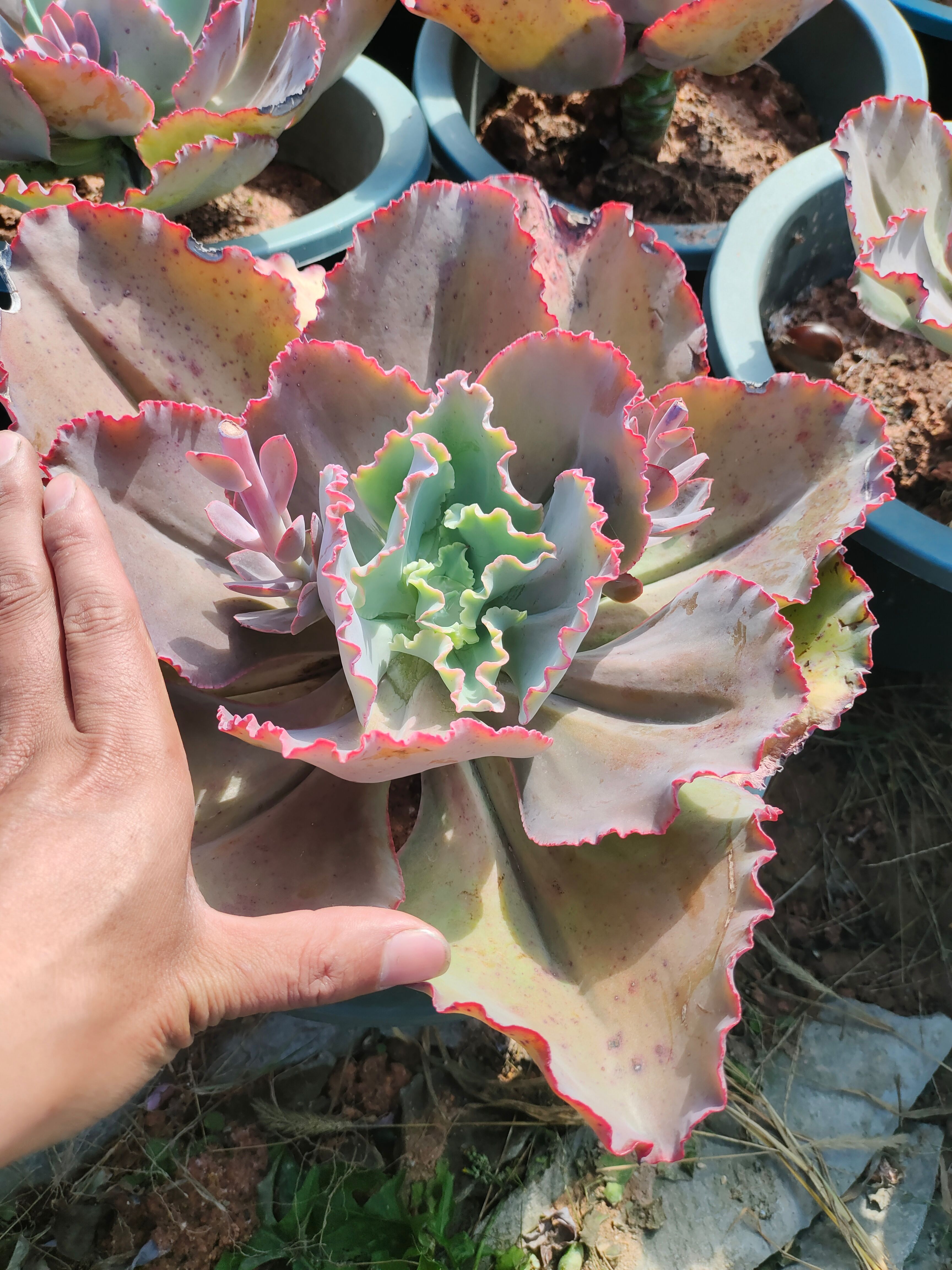 法国皇后老桩 法国皇后粗桩30cm左右