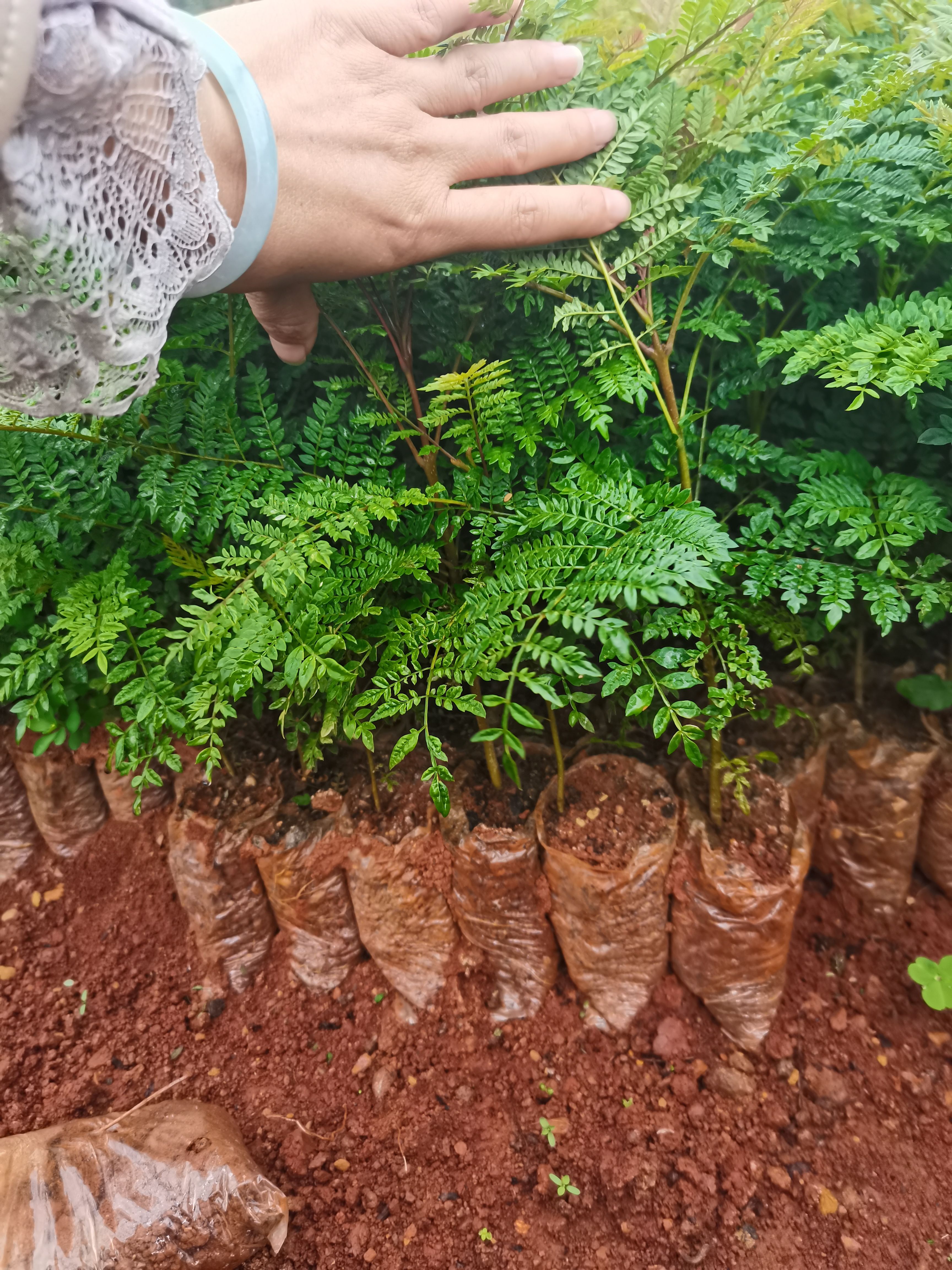 蓝花楹种子  蓝花楹小幼苗，云南昆明荒山绿化种植园一手货源