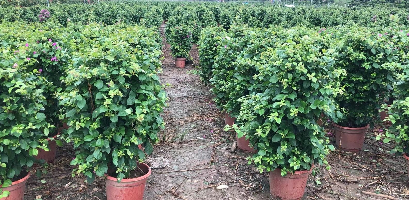  紫花三角梅，勒杜鹃，观花灌木盆栽