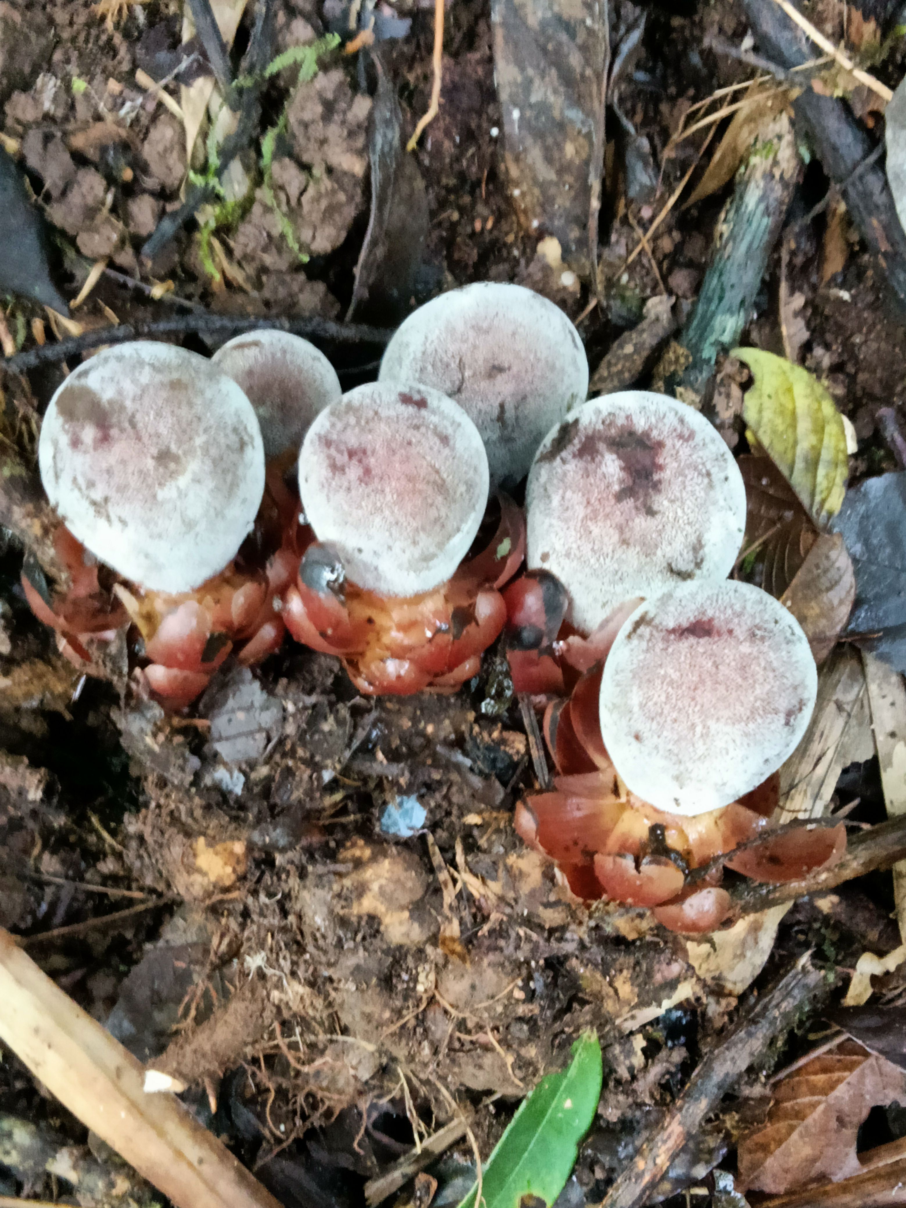  蛇菰