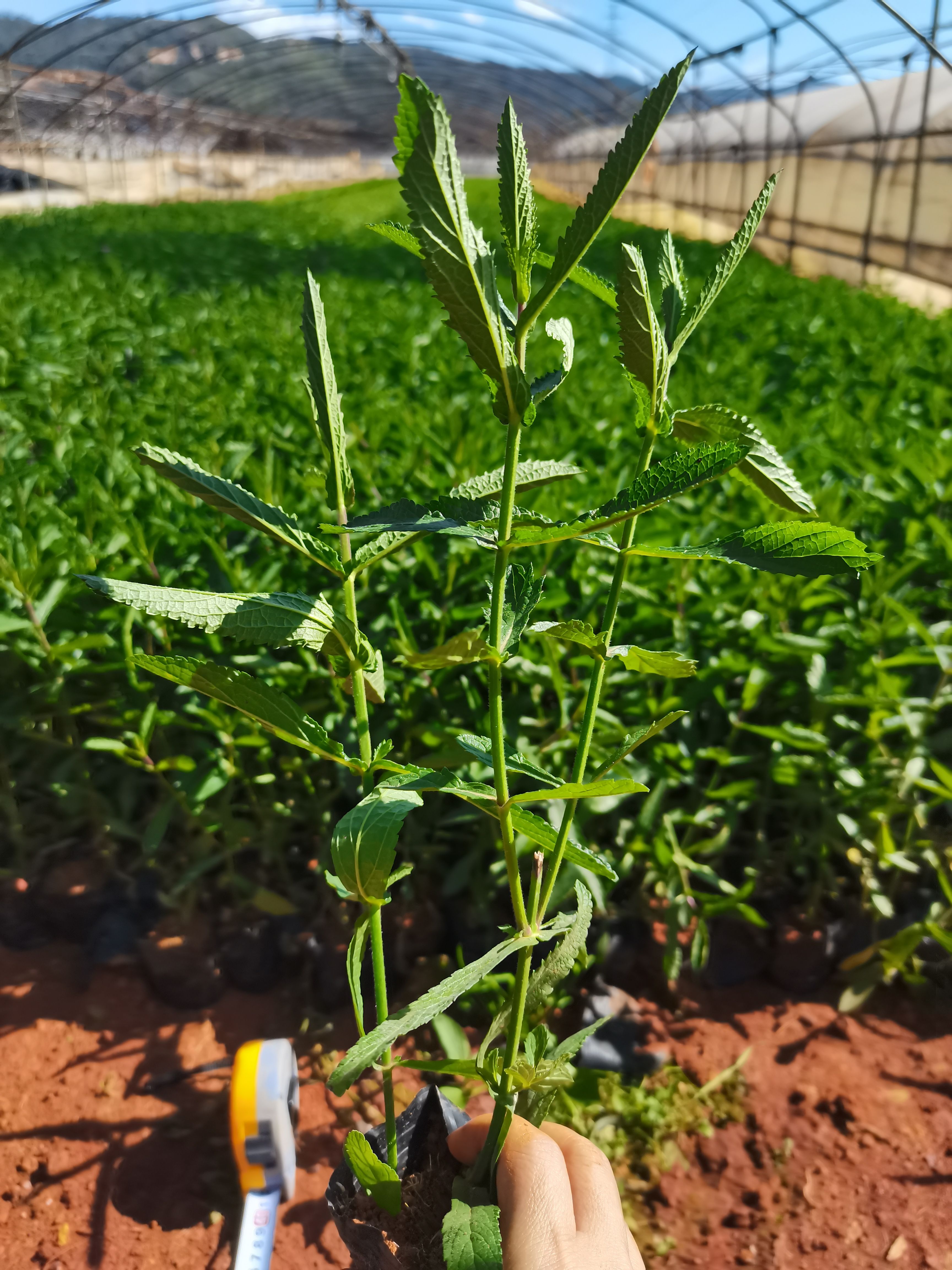 马鞭草种苗  马鞭草，云南昆明马鞭草种植园一手货源