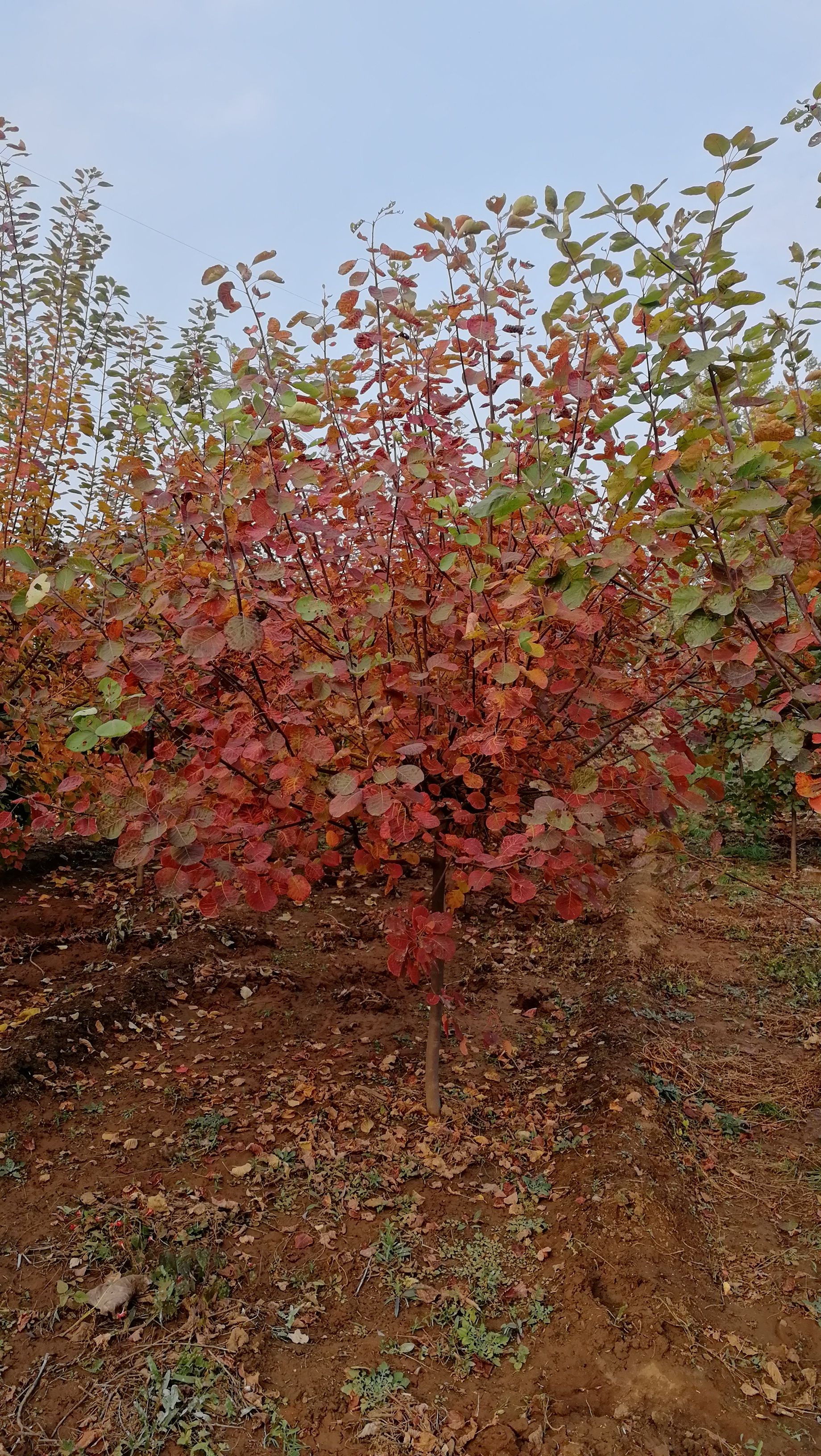 8公分黄栌，黄栌价格，树型优美，量大优惠！