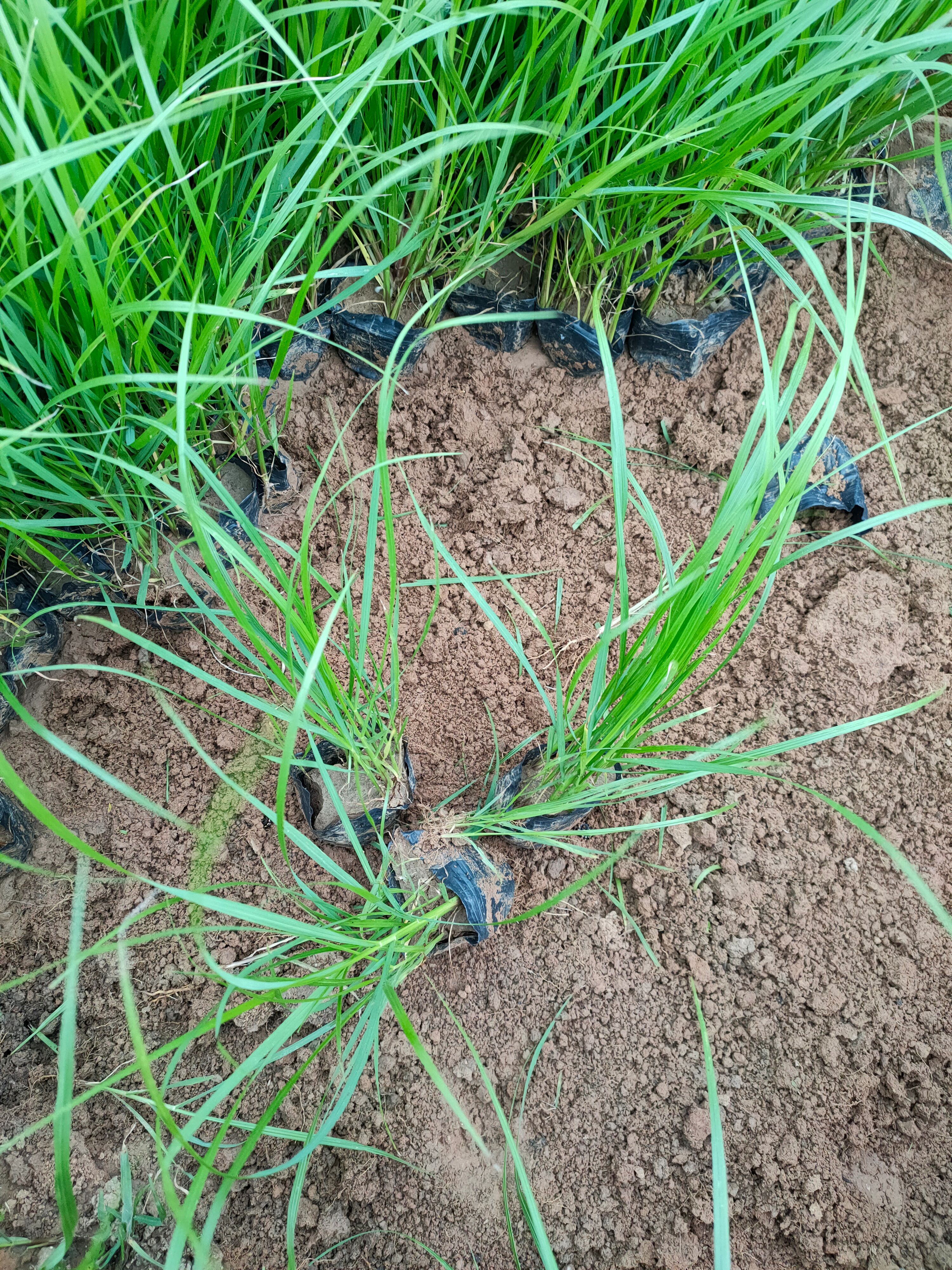 狼尾草 紫穗浪尾草