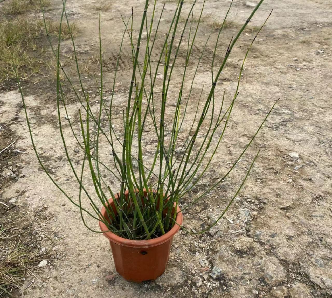 草花 木贼，德国木贼，水生植基地批发