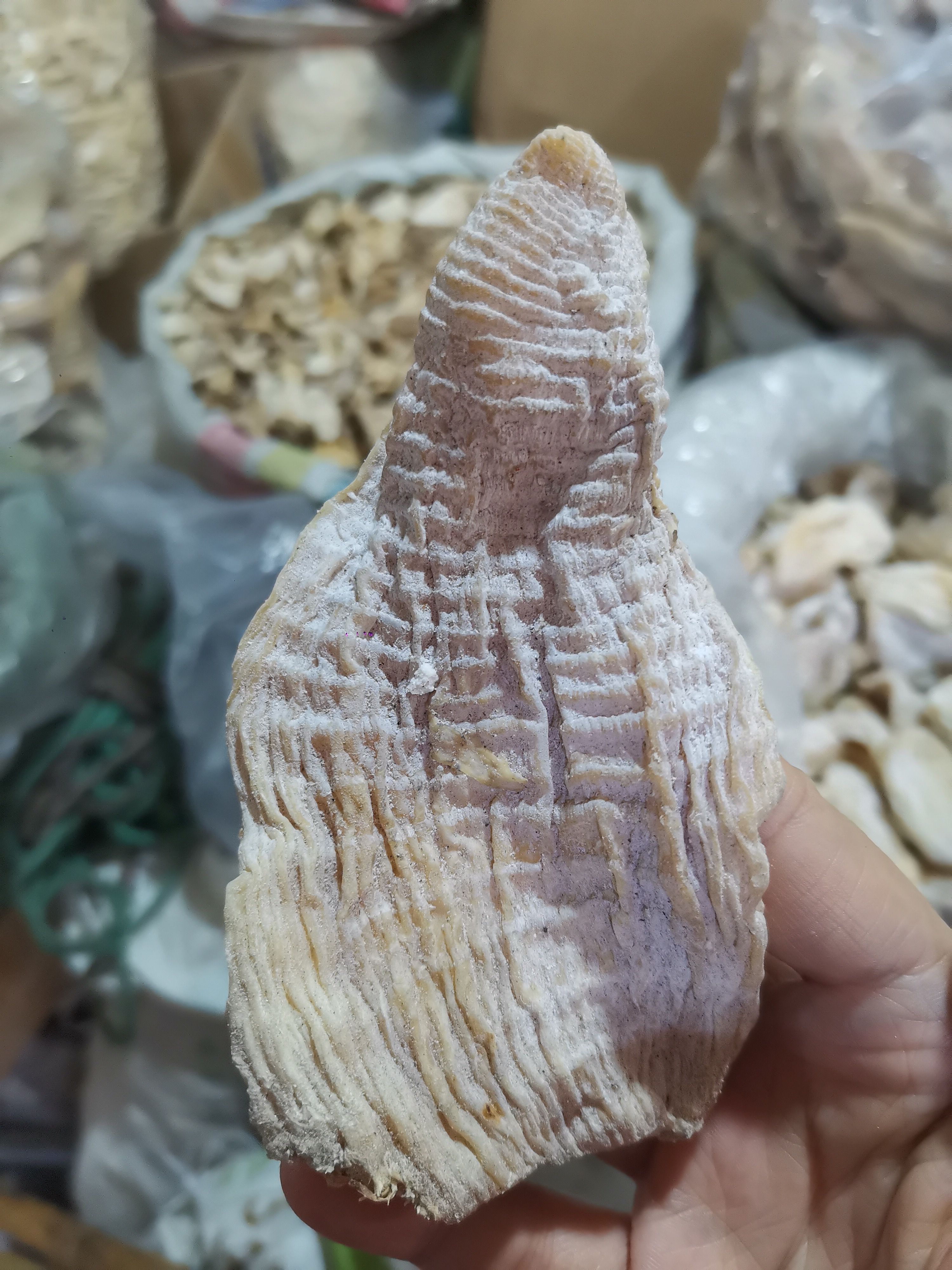 竹笋干 干楠竹笋，无硫磺，干度适中，颜色好，嫩度好