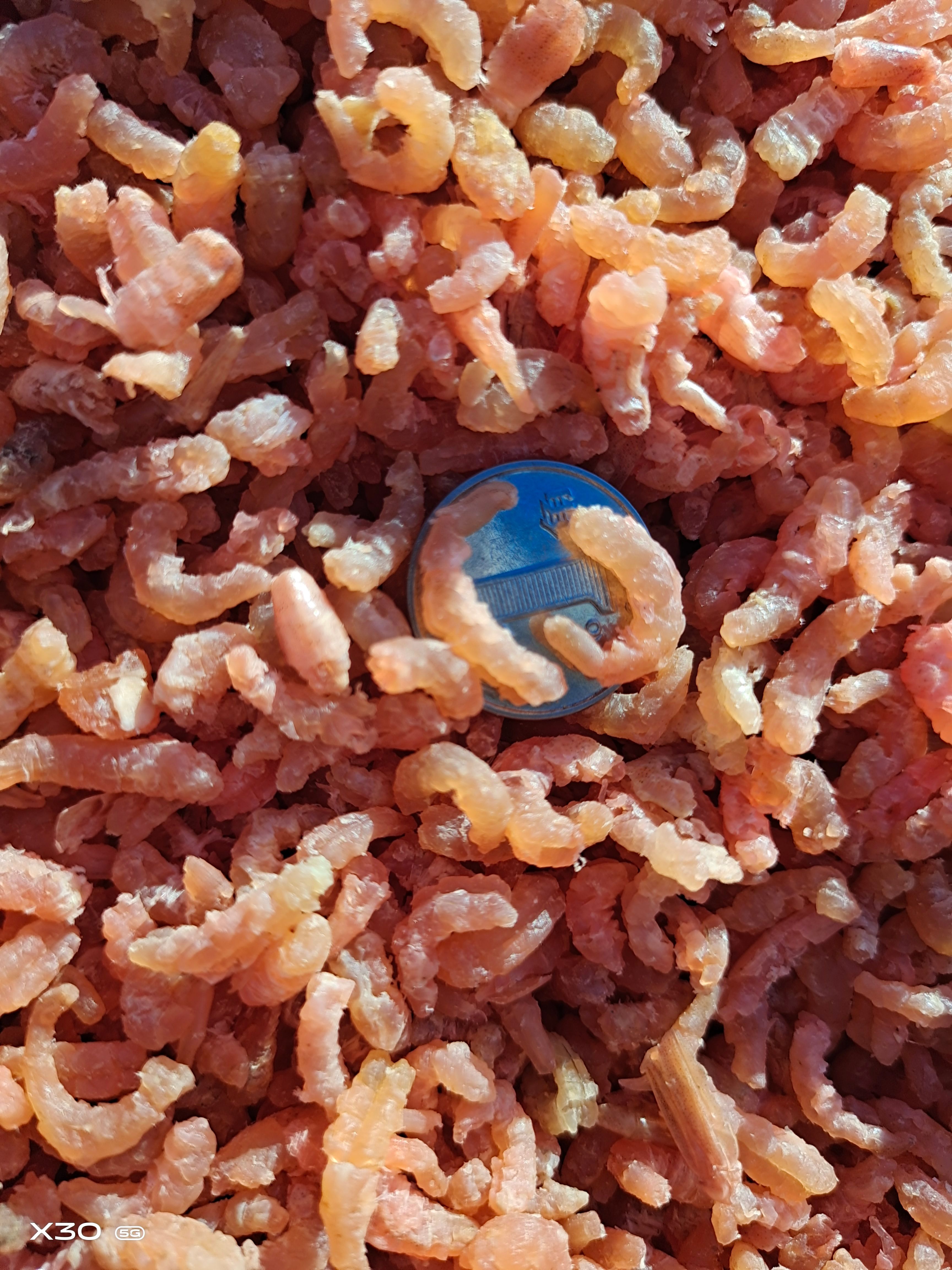 金钩海米！虾仁！深海虾加工！小海米餐馆饭店包水饺馄饨适用