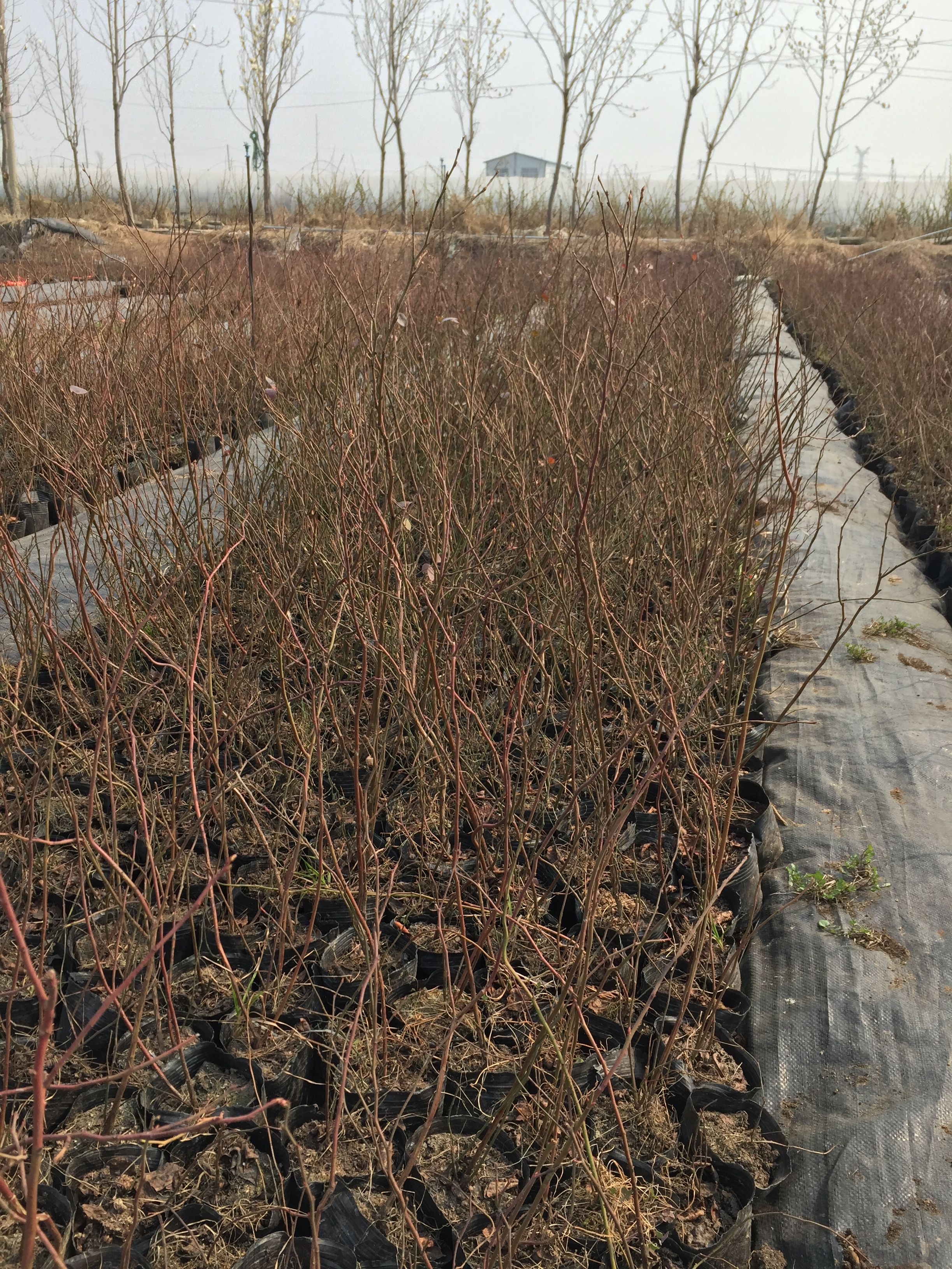 大量供应蓝莓苗一到五年苗品种全 欢迎您的订购