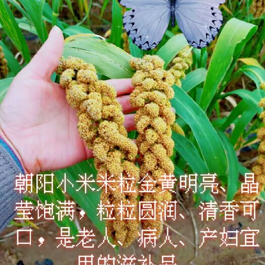 建平县黄小米  补脾胃、滋阴养血、补体虚、镇静安眠、。小米味甘咸，性凉