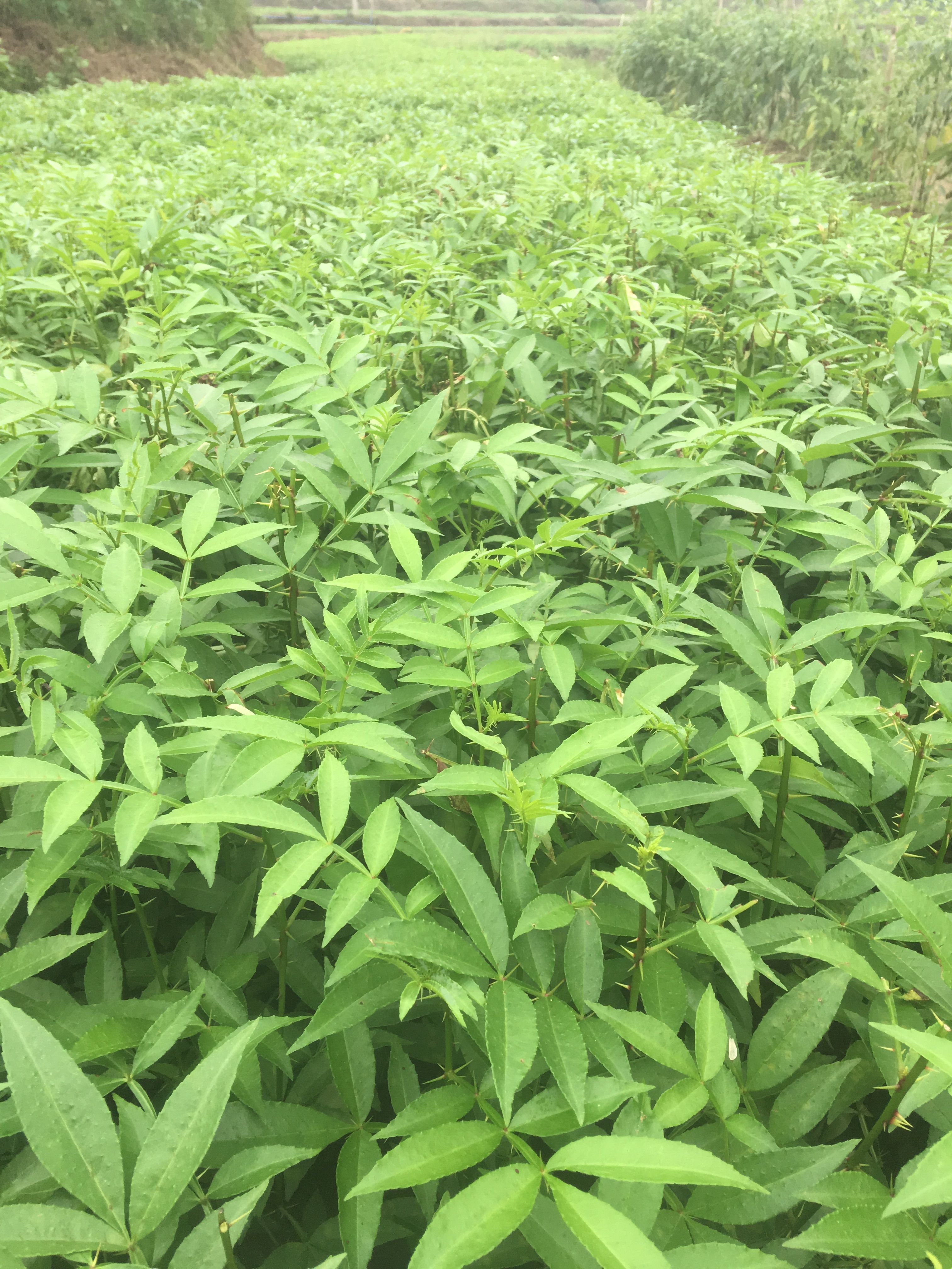 九叶青花椒苗 免费技术支持  现起现发 可视频采苗全过程