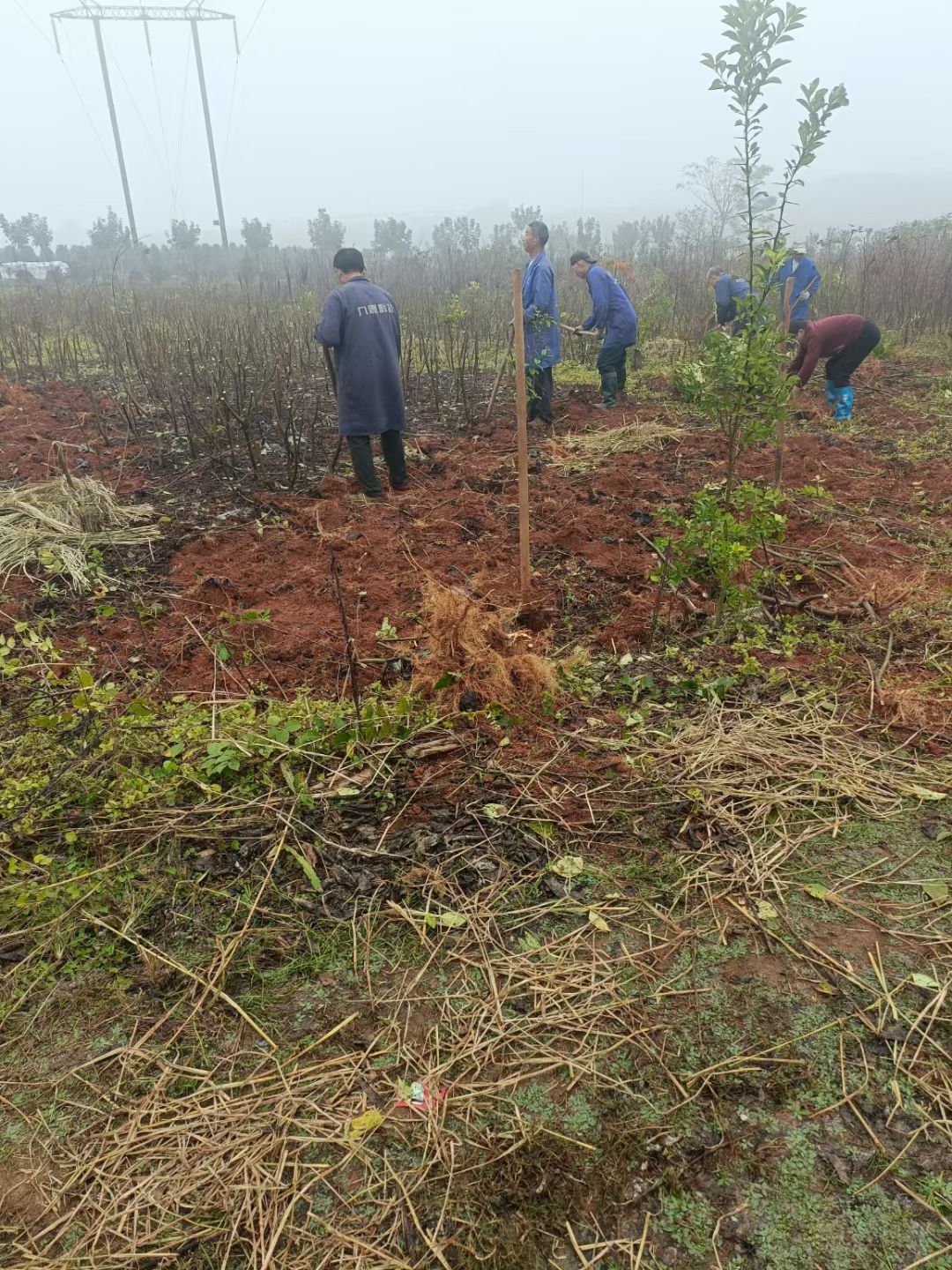 吴茱萸扦插苗，根系发达，苗杆粗壮。感谢老板信任！