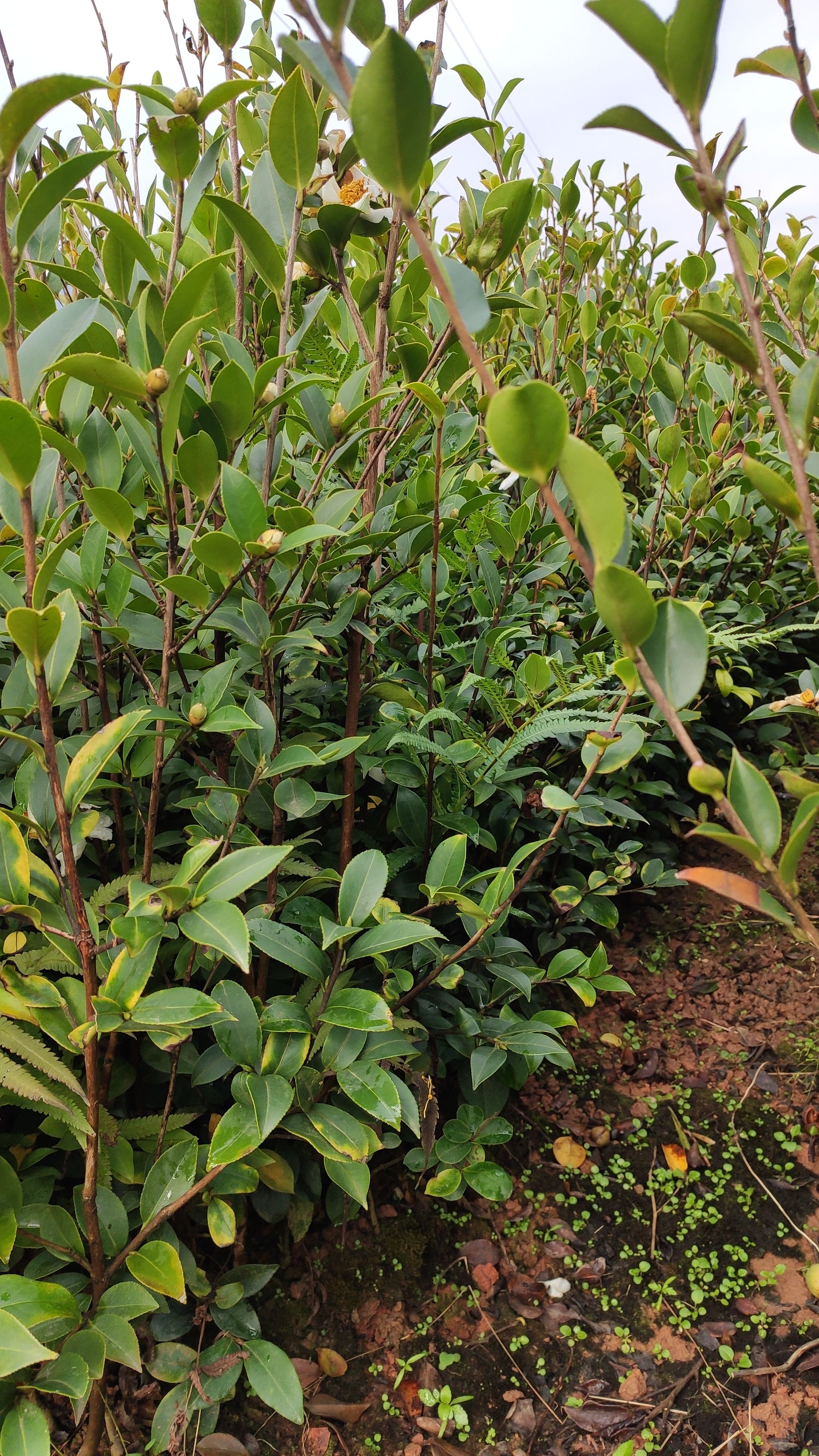 油茶树苗 油茶苗