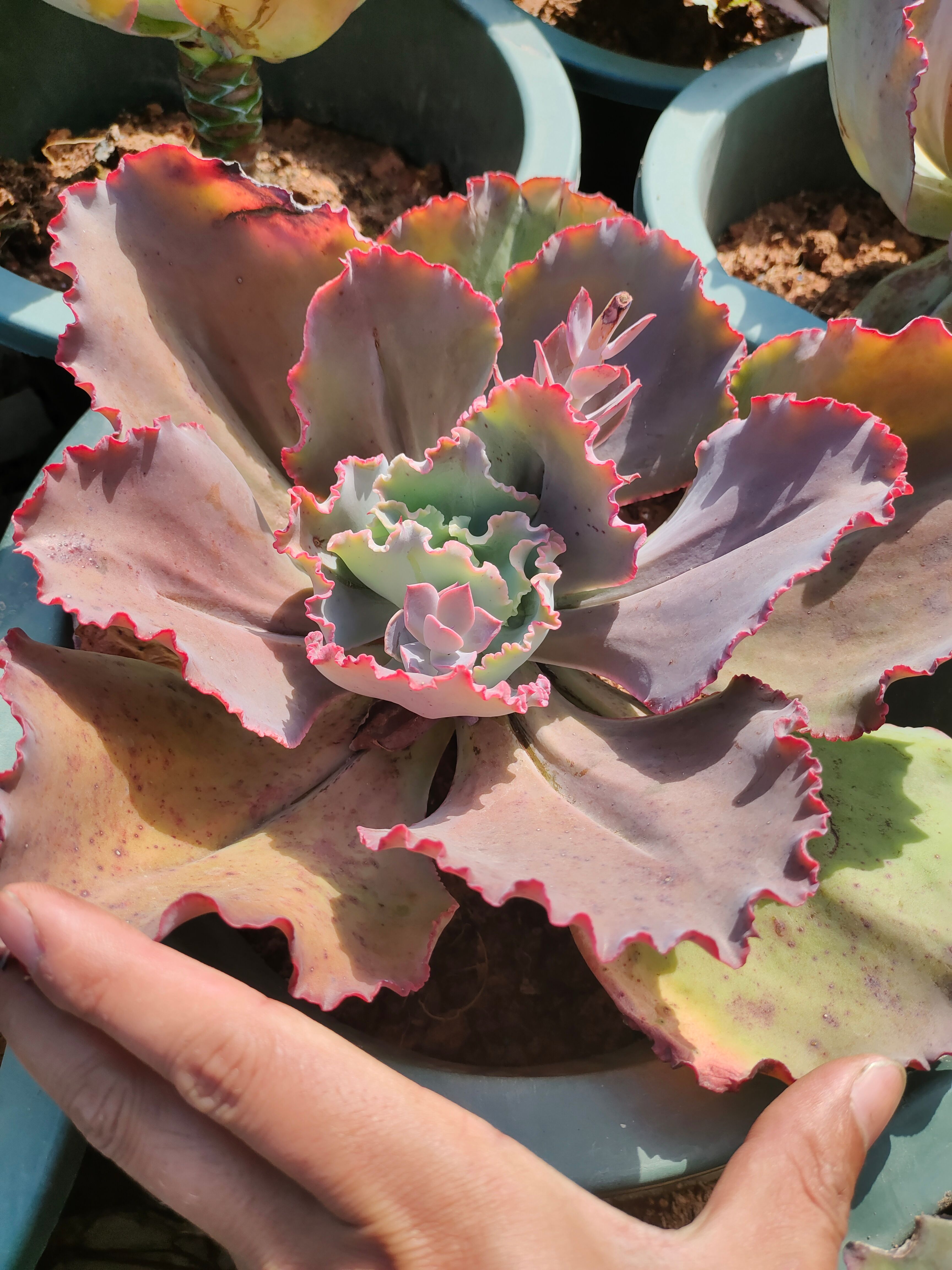 法国皇后老桩 法国皇后粗桩30cm左右