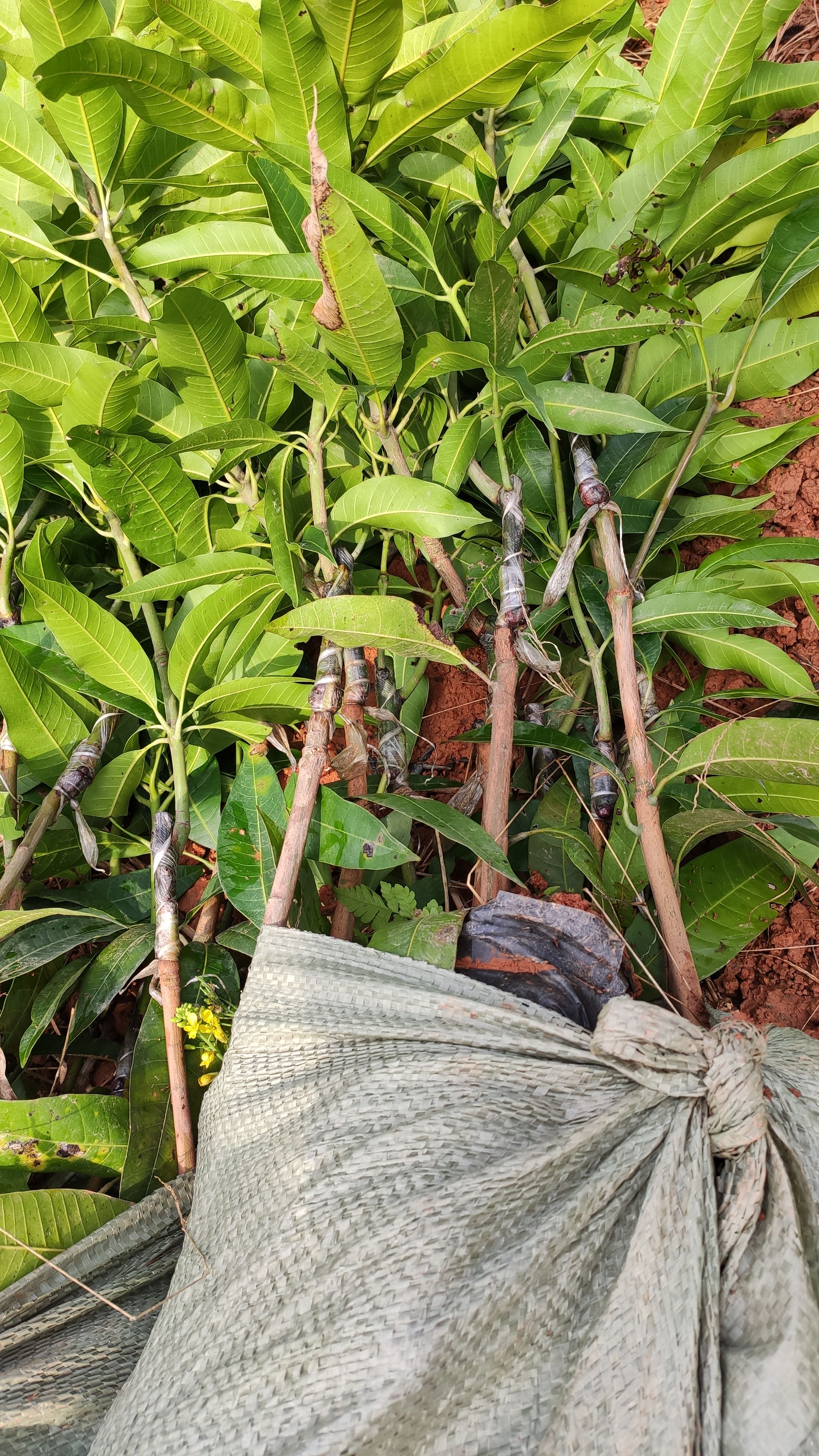 芒果苗