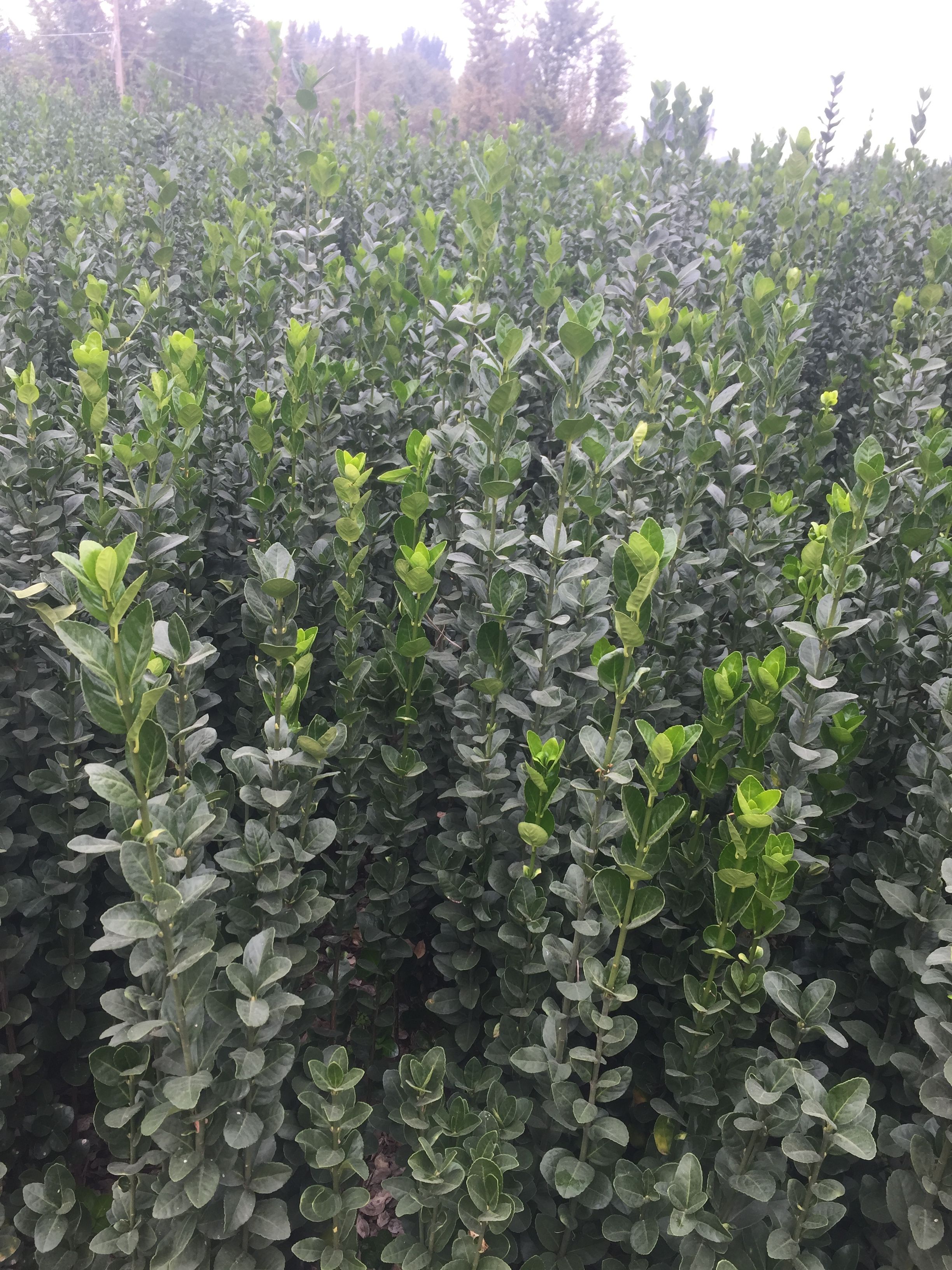 北海道黄杨 绿篱笆用苗 四季长绿