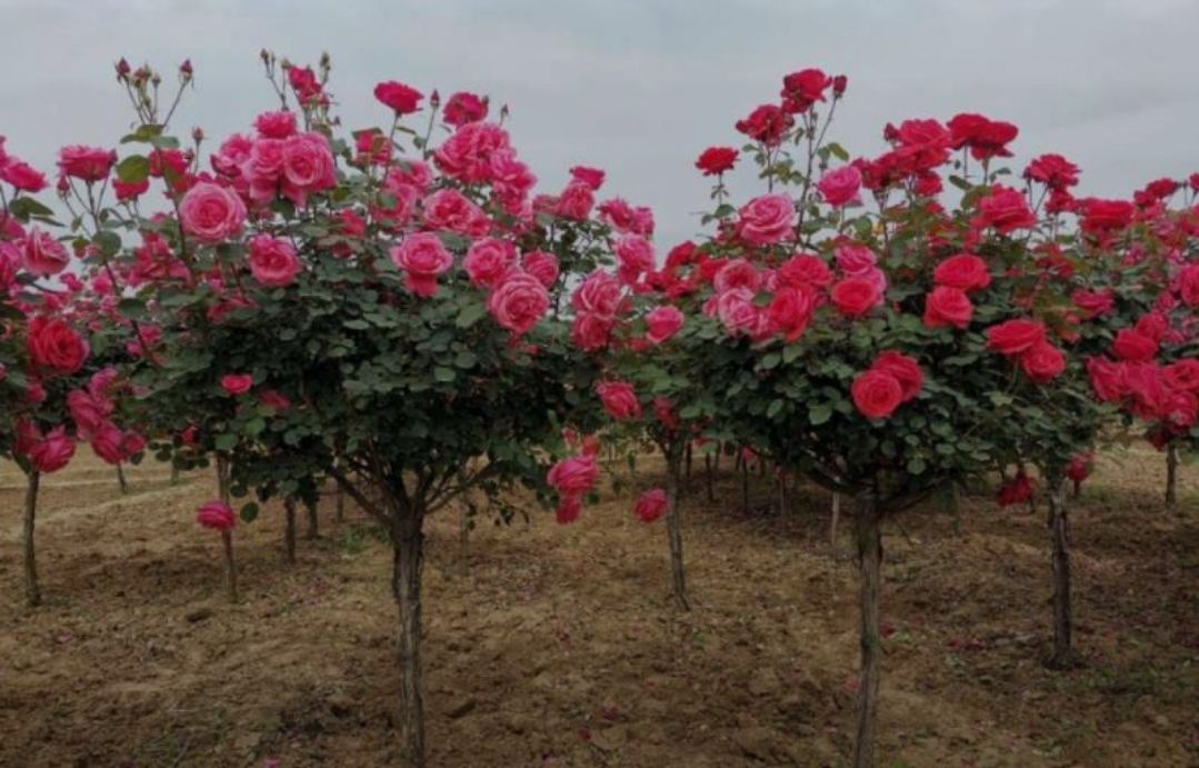 树状月季 4分月季树