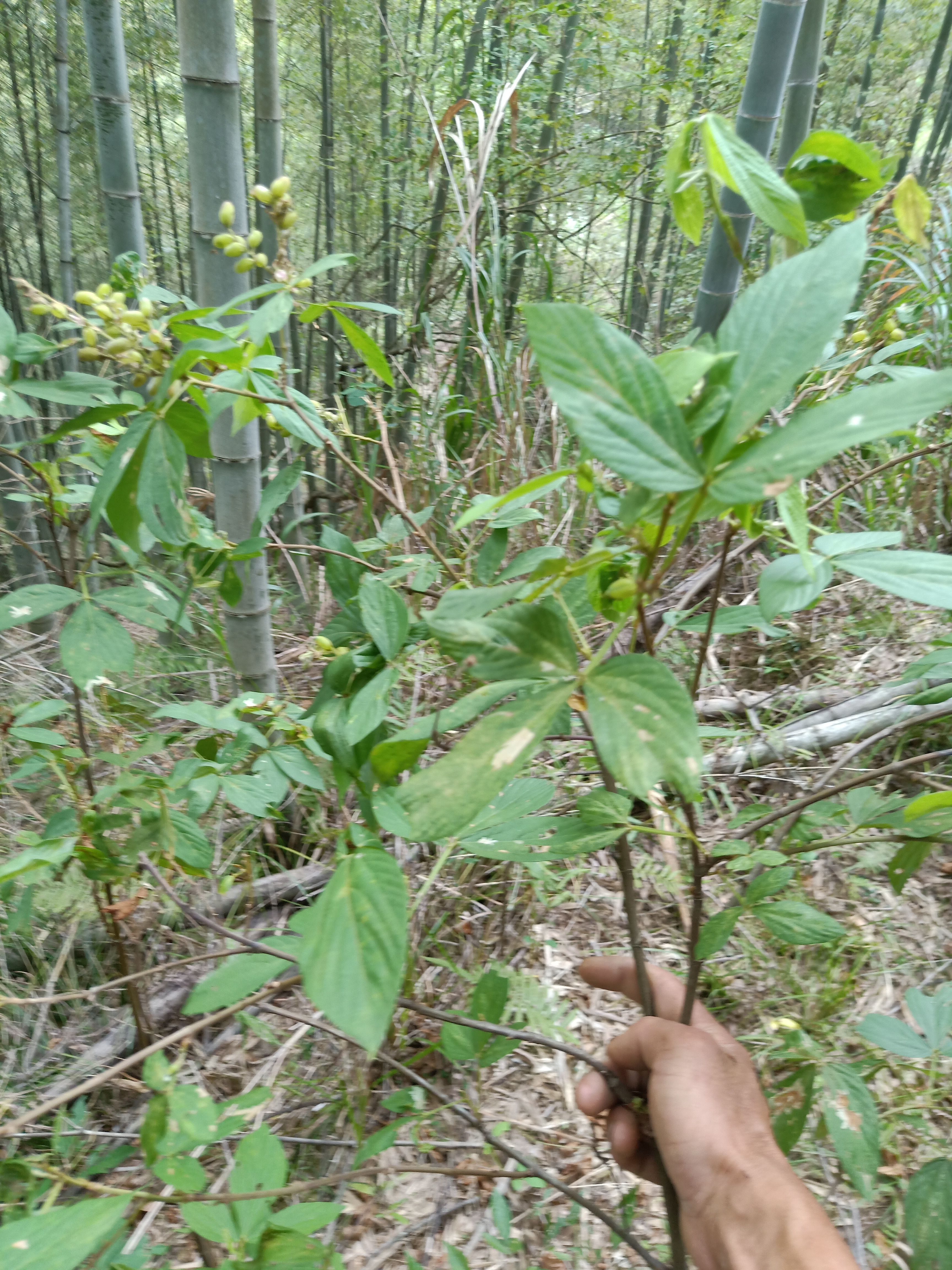 千斤拔 广东龙川千斤拨
