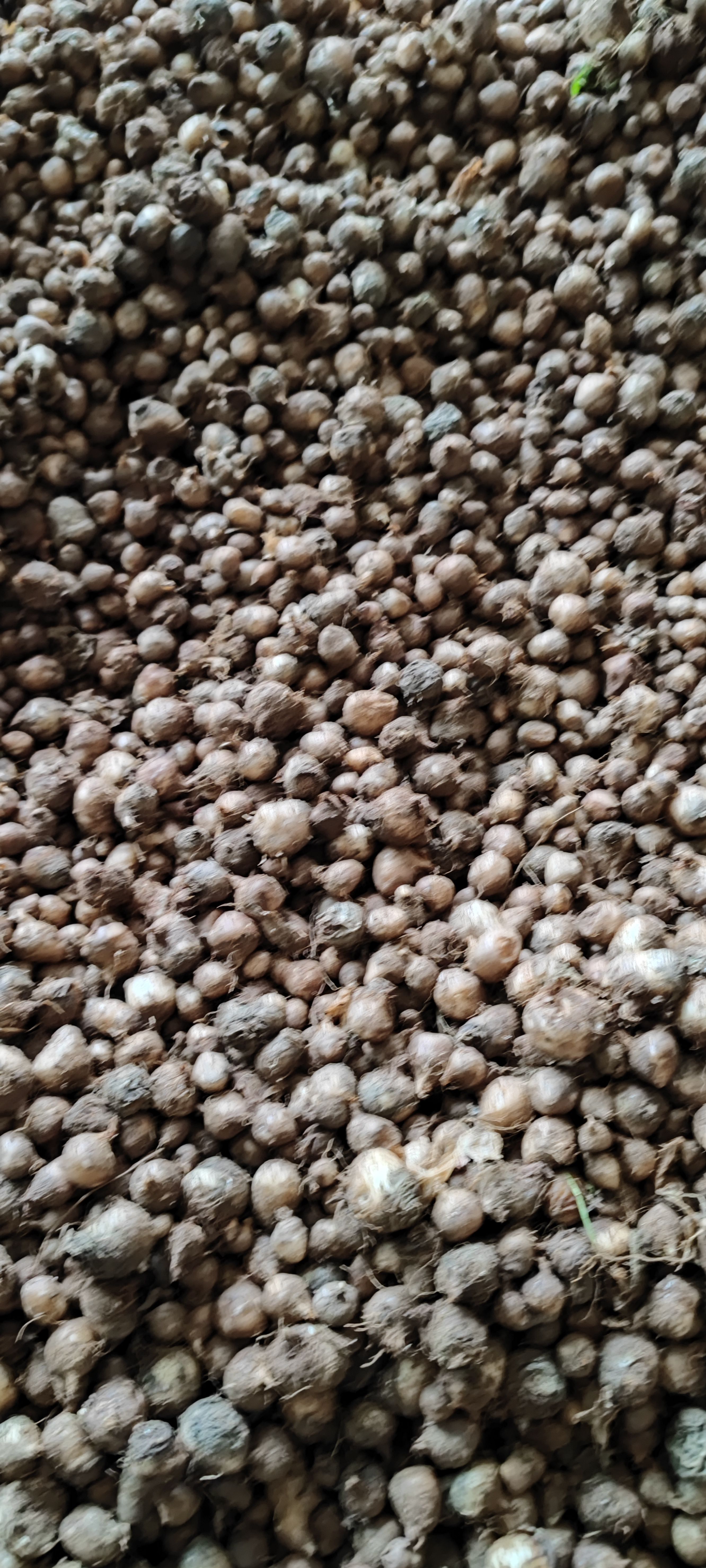 优质法半夏种子高产 大量现货 包回收