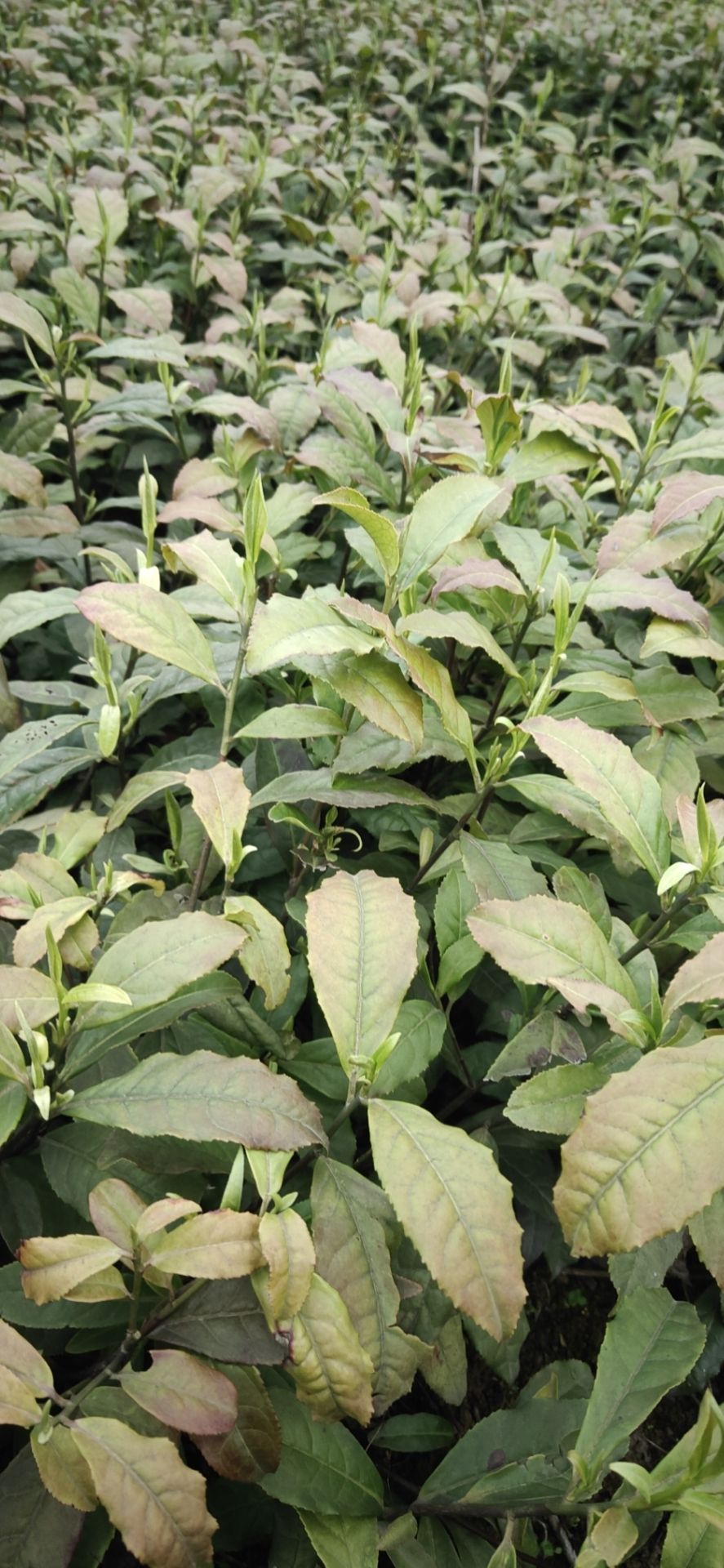 保靖黄金1号茶苗  保靖黄金茶！苗好粗壮！成活率高！欢迎新老