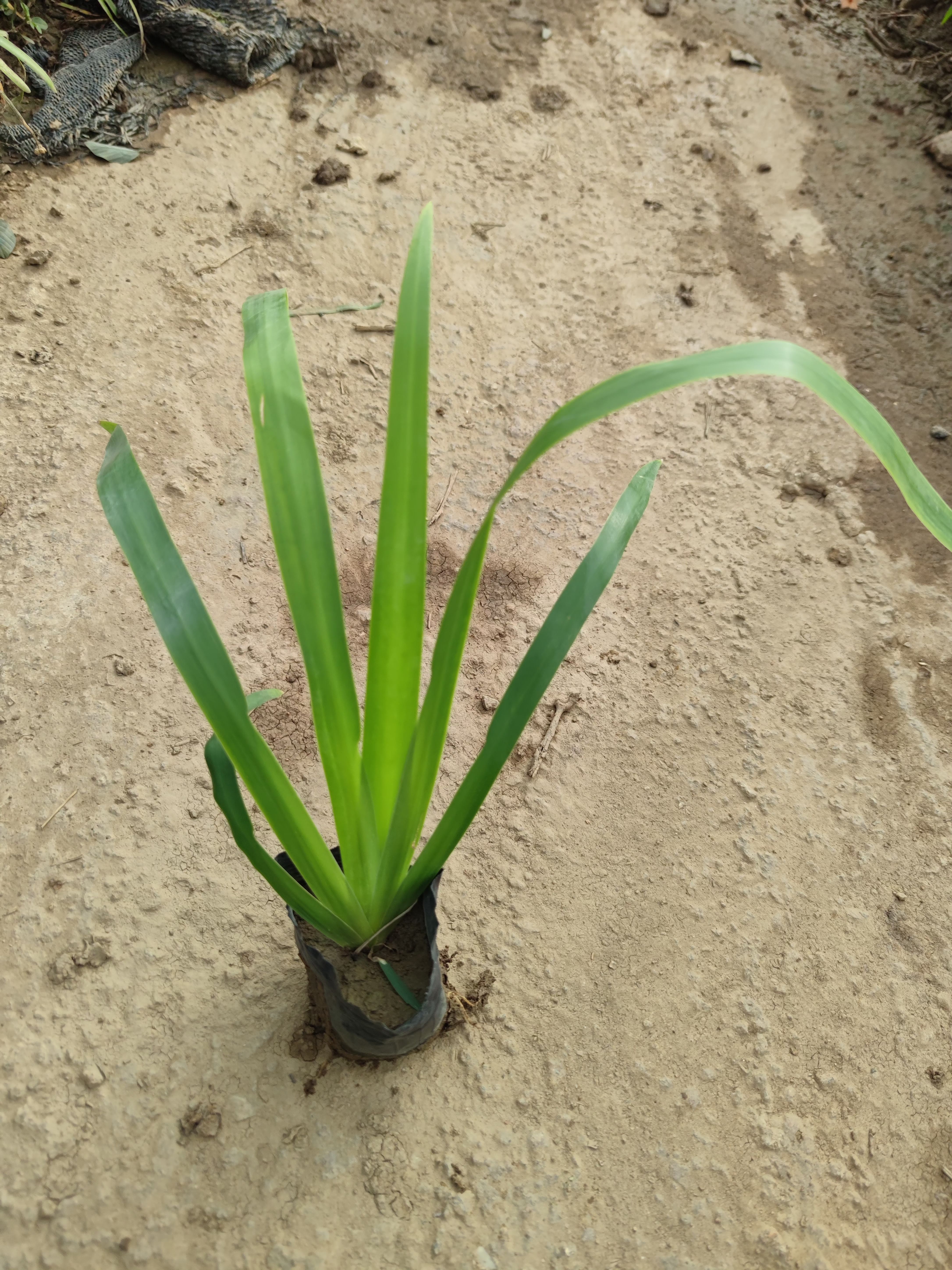  鸢尾，剪刀兰，地被花苗批发