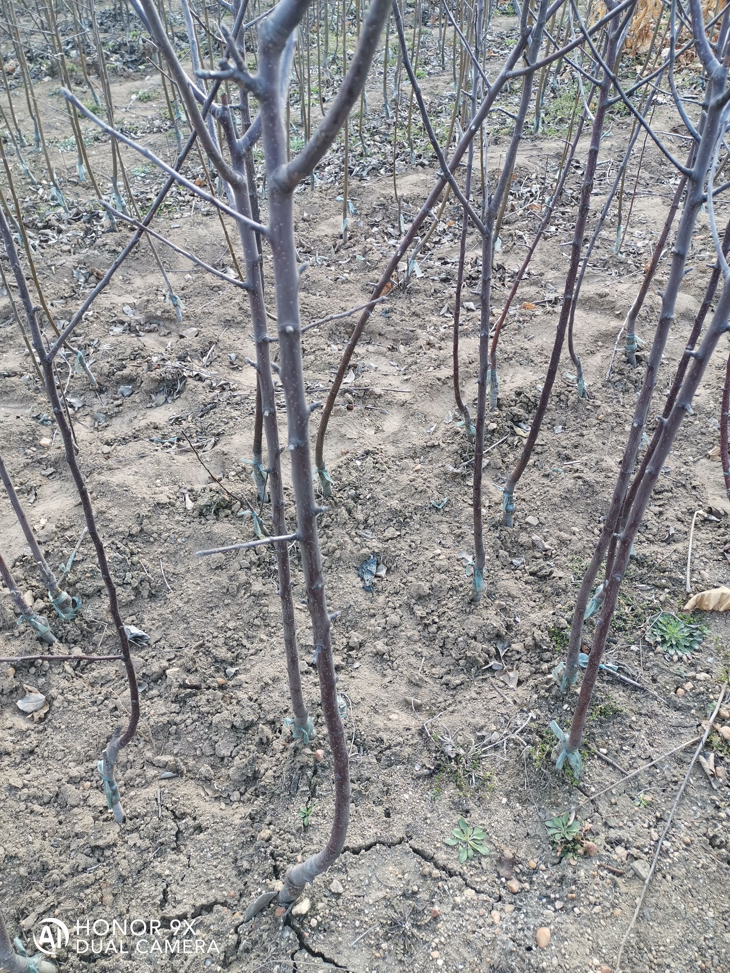 红富士苹果苗  红富士系列苹果苗矮化苹果苗