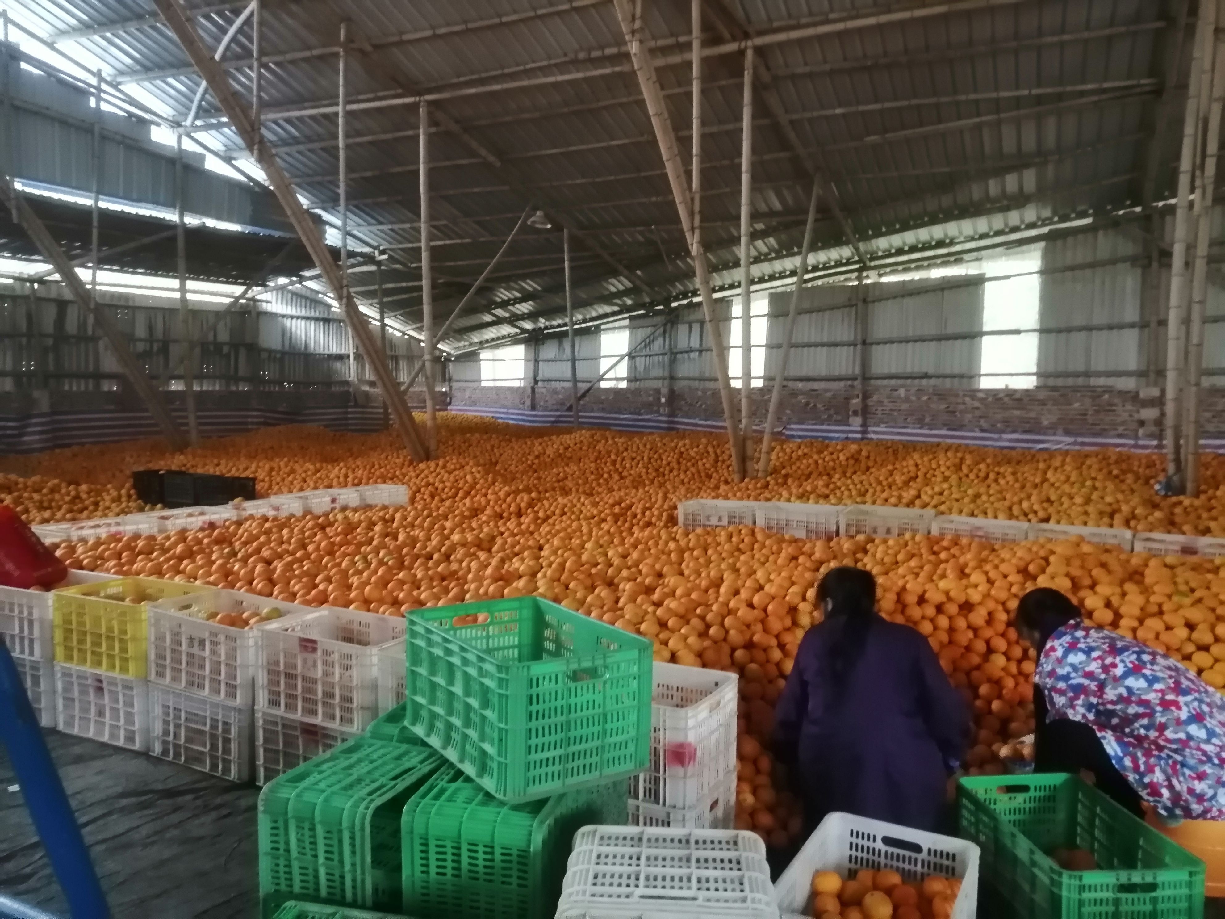 赣南脐橙 40-55mm 均匀香甜多汁  带箱10KG