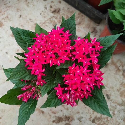 青州市蓝星花 五星花