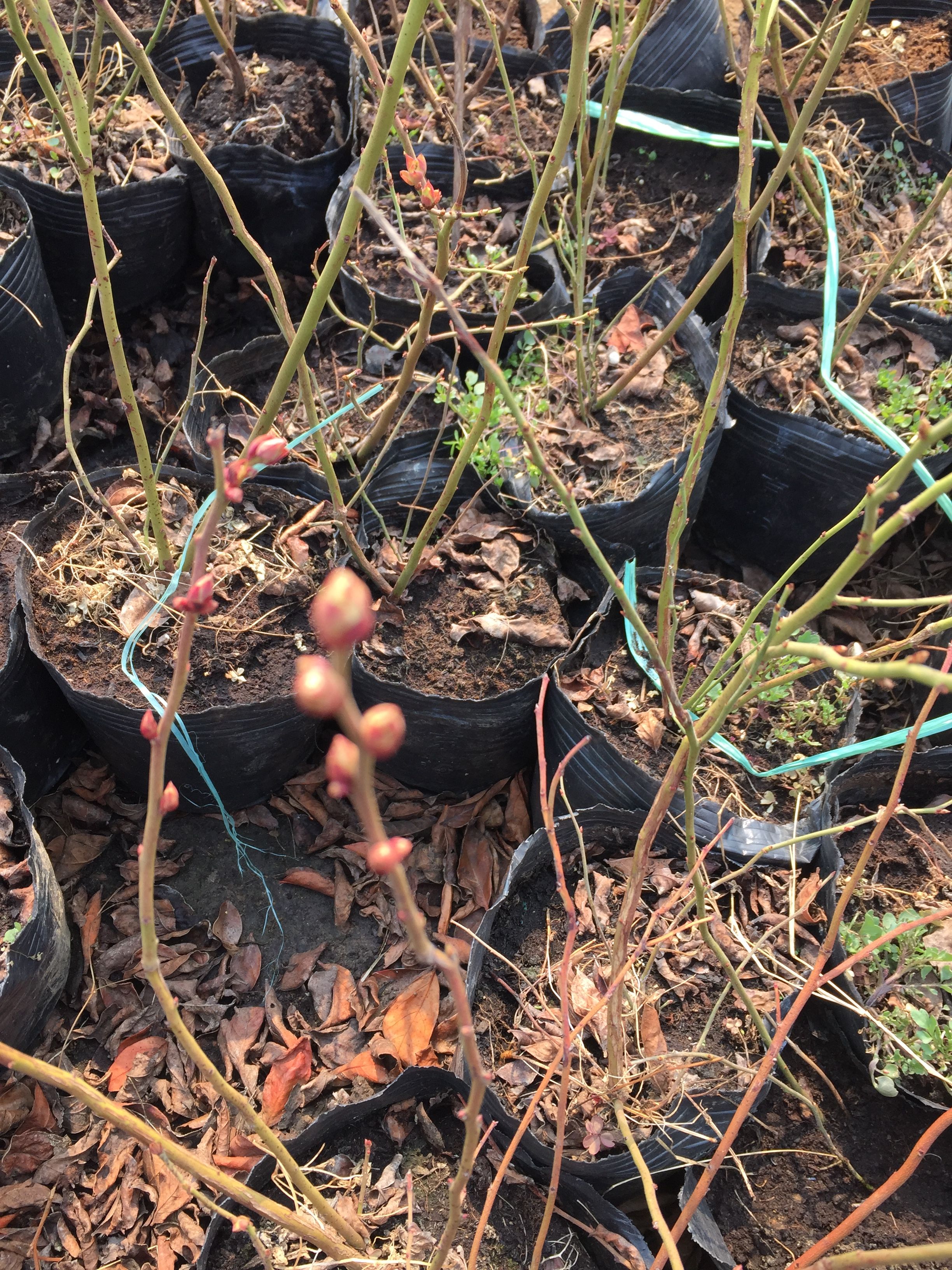 大量供应蓝莓苗一到五年苗品种全 欢迎您的订购