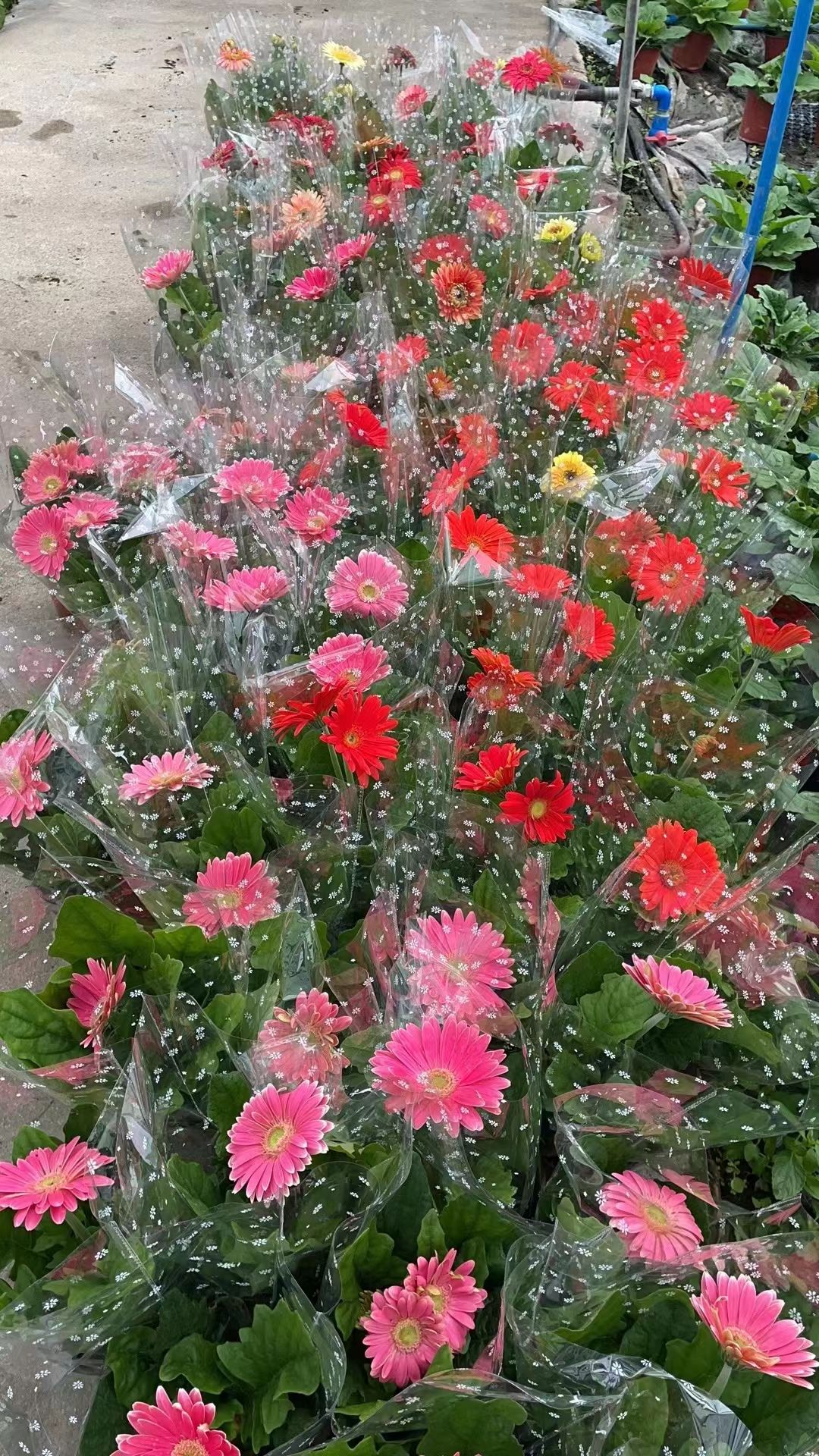 非洲菊盆栽多色混搭 色艳花大用于切花 盆栽及庭院装饰