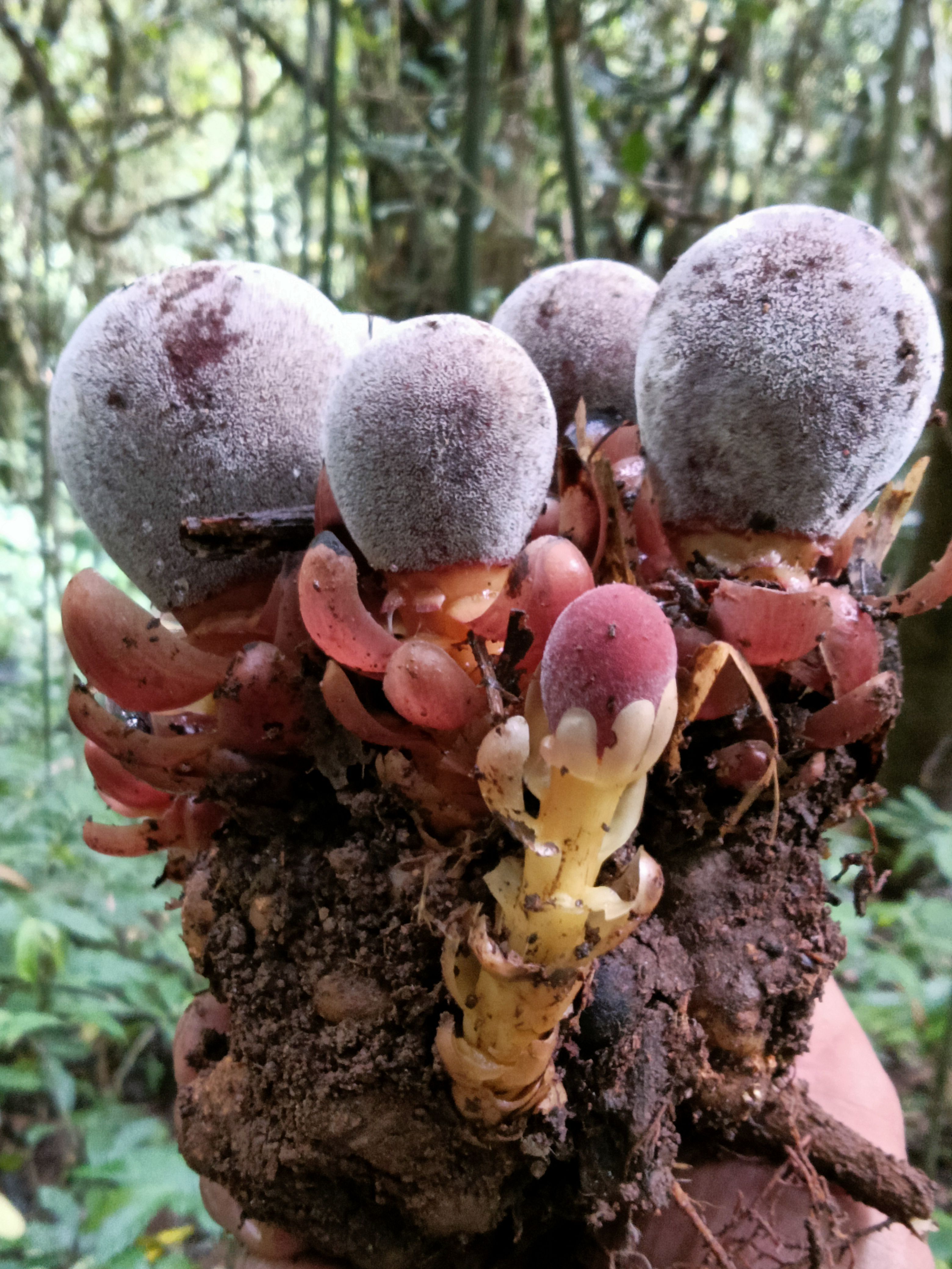  蛇菰